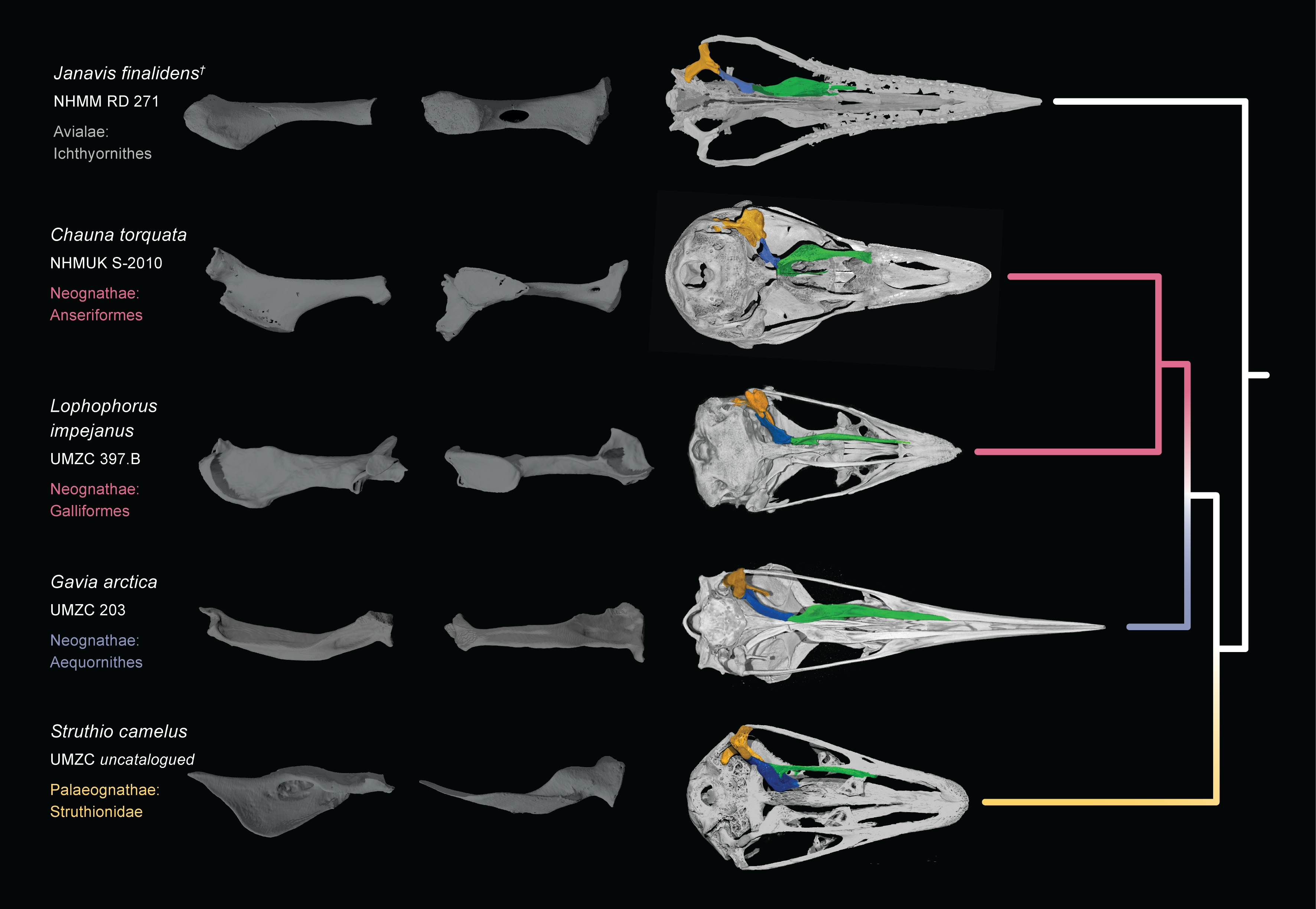 Palate of Janavis finalidens in comparison with that of a pheasant and an ostrich