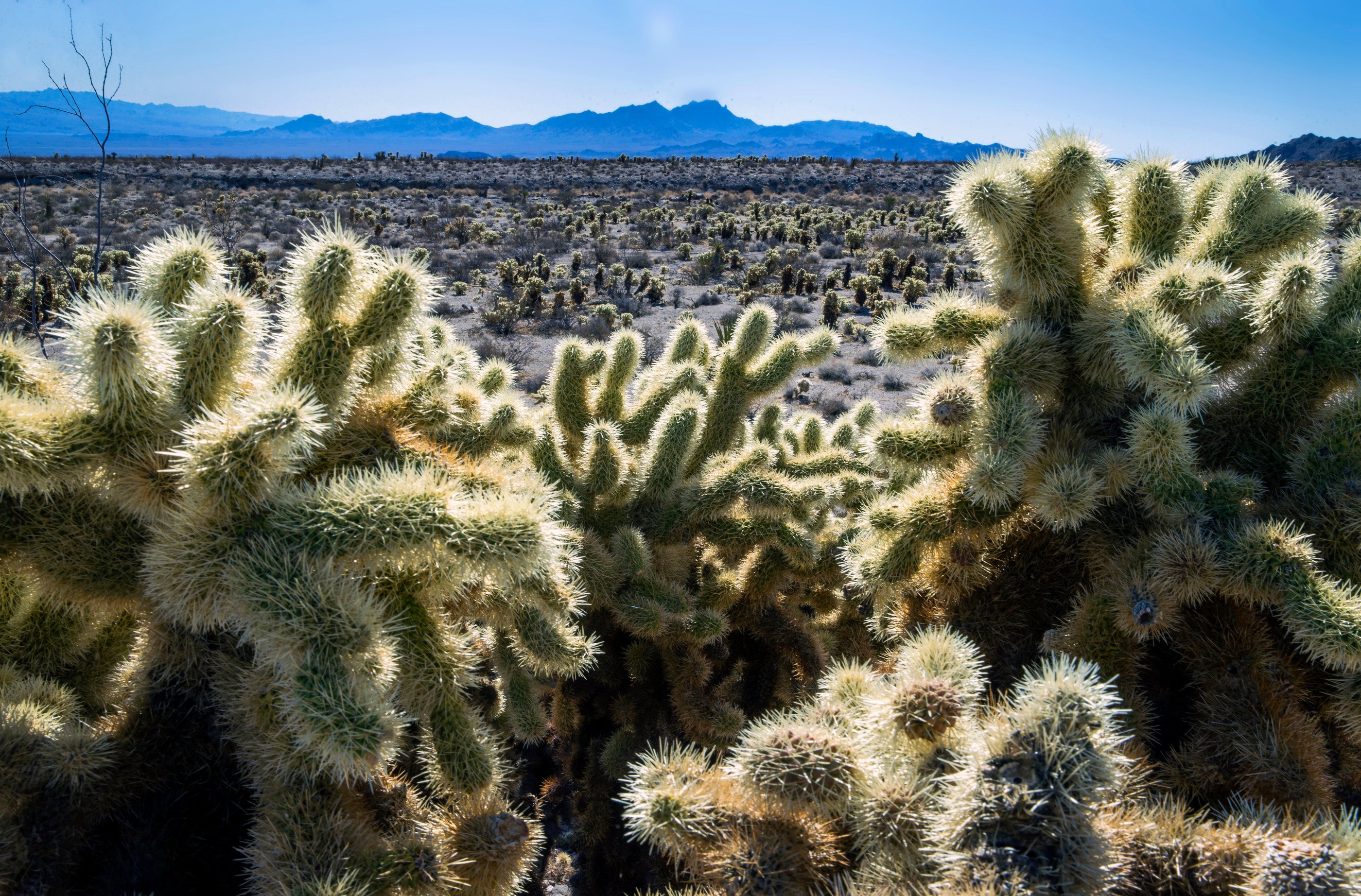 Biden National Monument Nevada