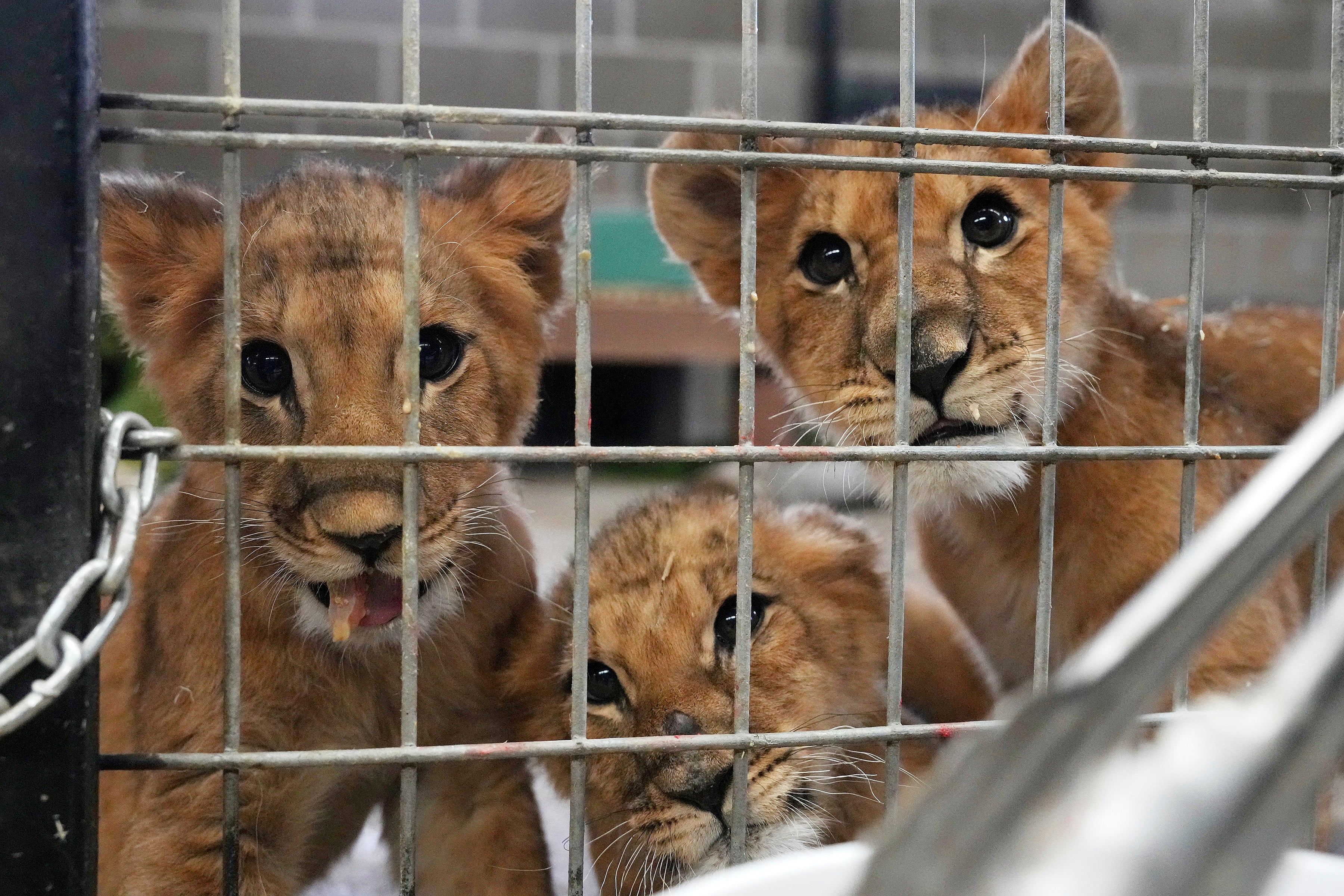 Russia Ukraine War Lion Cubs