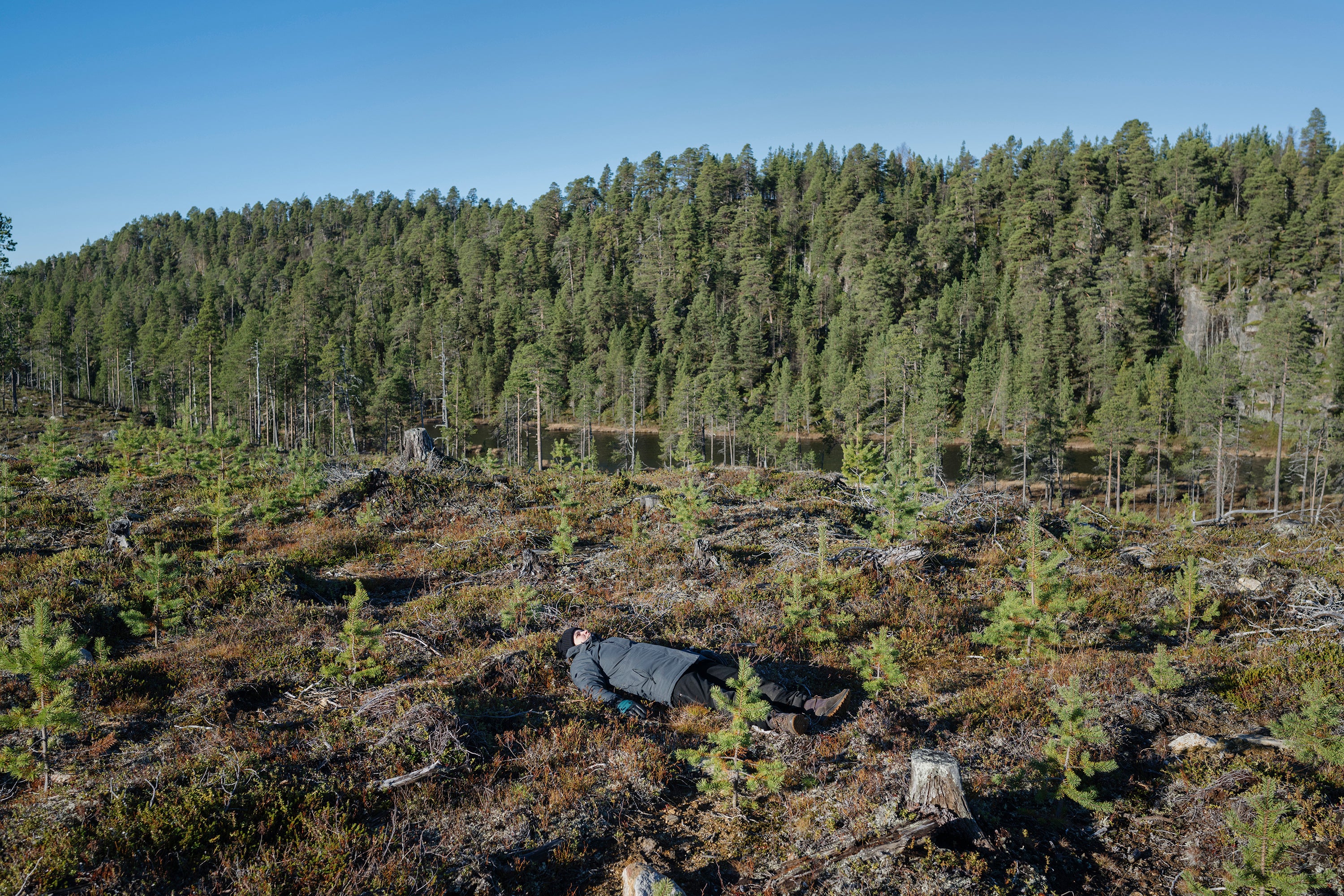 Feodoroff lays in a Retsamo-area logging site that was harvested between 1994 and 2003