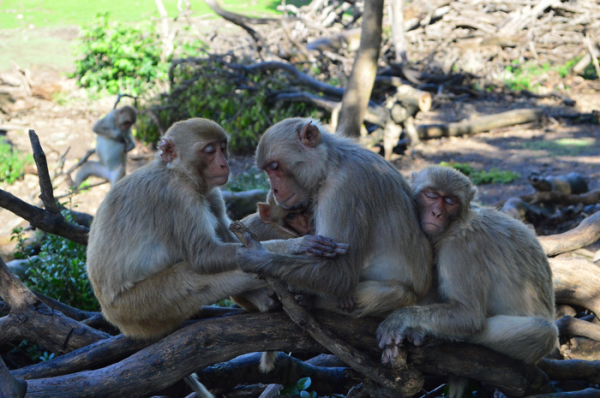 Rhesus macaques on Cayo Santiago