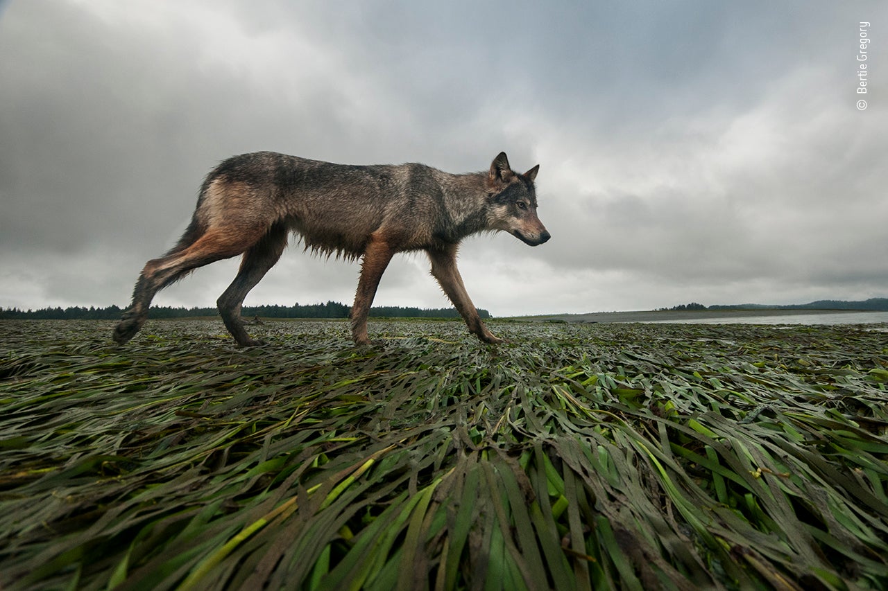 Coastline wolf