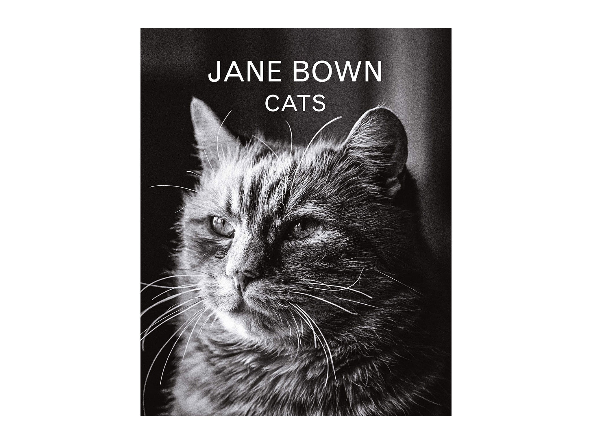 Jane Bown: Cats