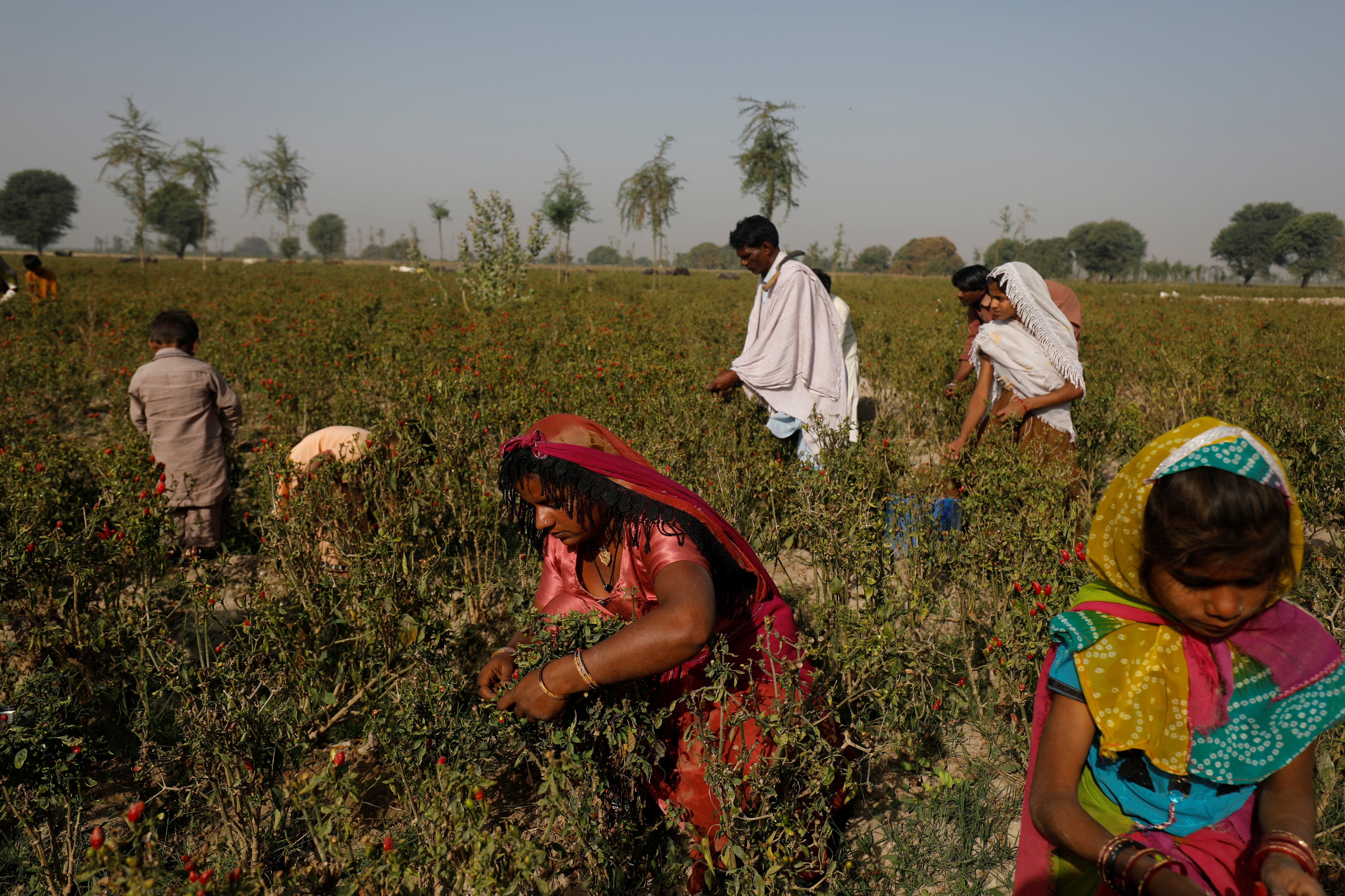 A family harvests red chilli peppers