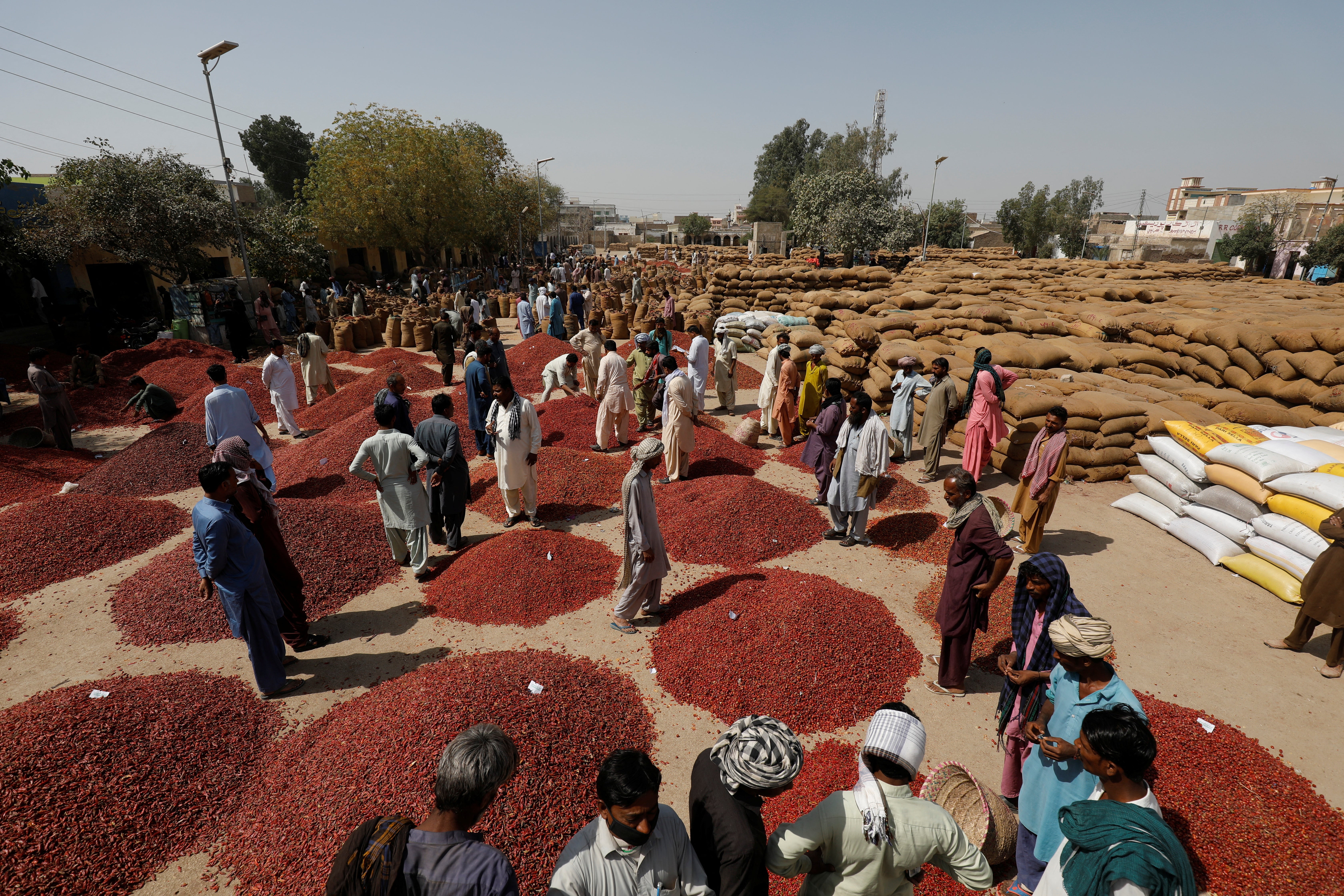 Traders work at the Mirch Mandi wholesale chilli market