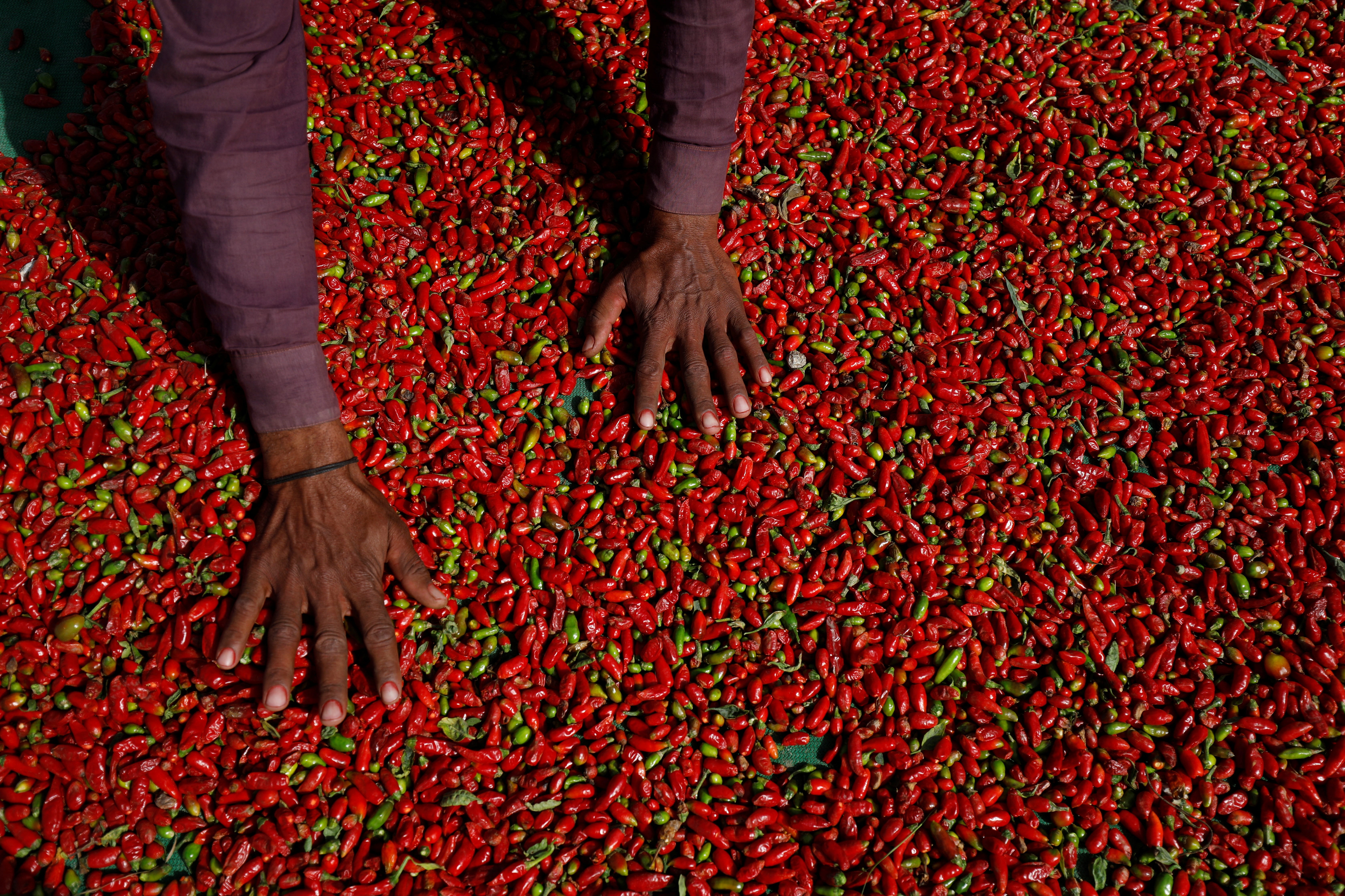 Red chilli peppers are spread out to dry