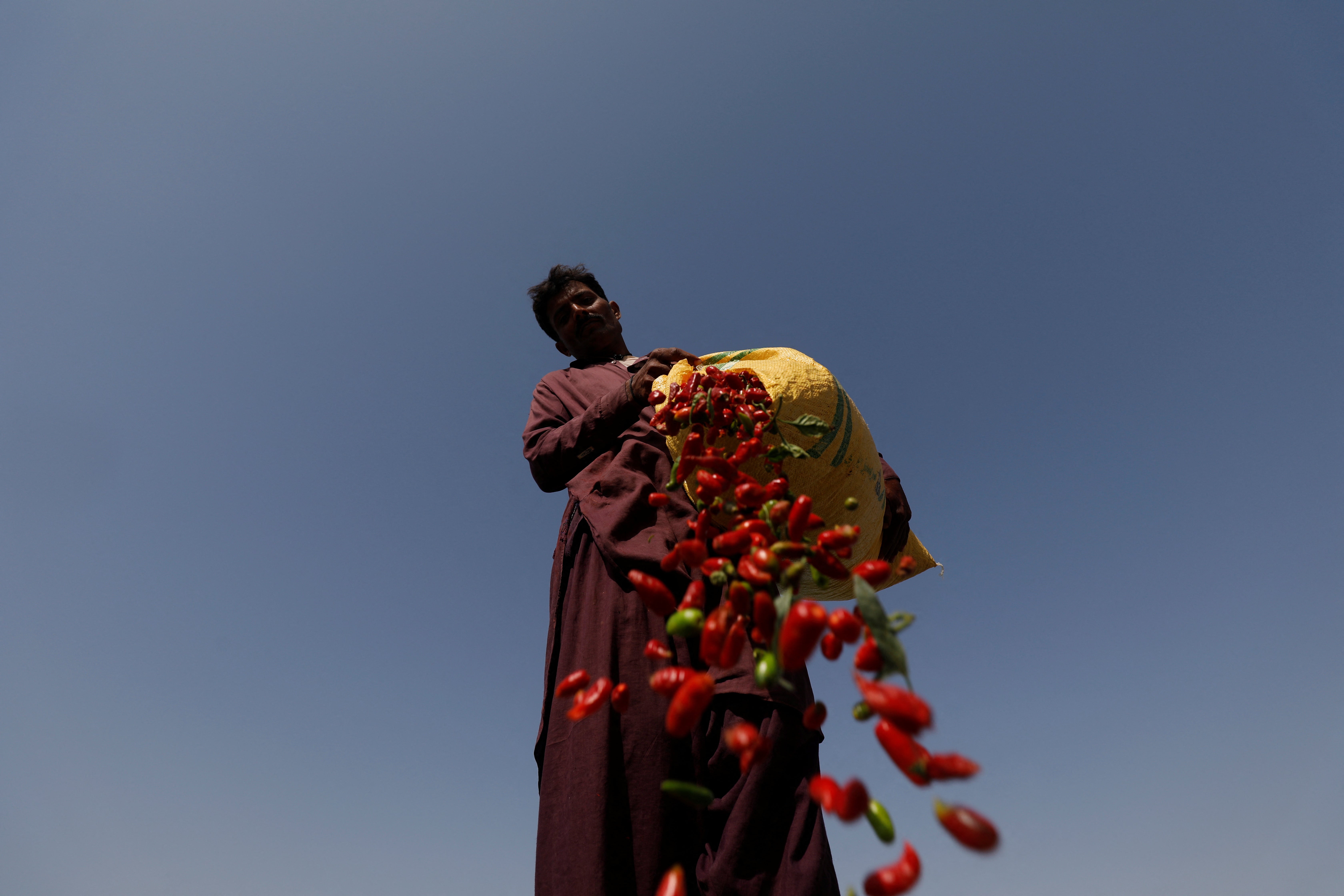 Farmer Lakshman, 33, spreads red chilli peppers to dry