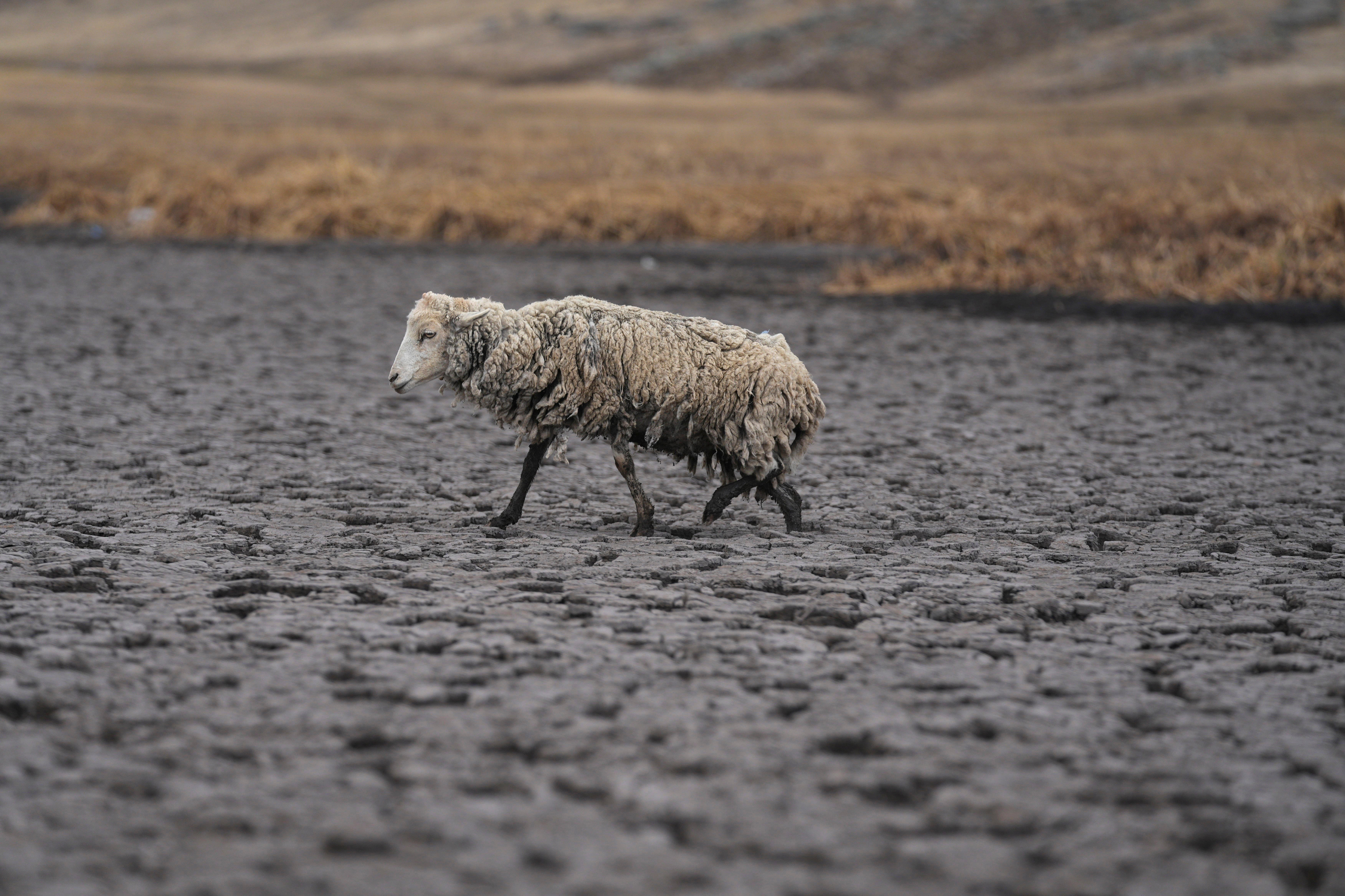 Peru Dry Andean Lagoon