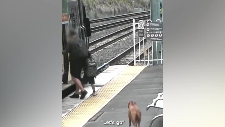 Lone dog patiently waits behind yellow safety line before boarding Queensland train