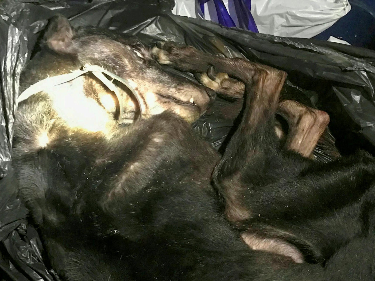 The lurcher was found in a bin bag in a wheelie bin