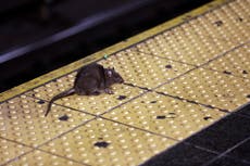 Now hiring: New York City ‘rat czar’. Requirements: ‘Killer instinct’ and ‘bloodthirsty’ attitude