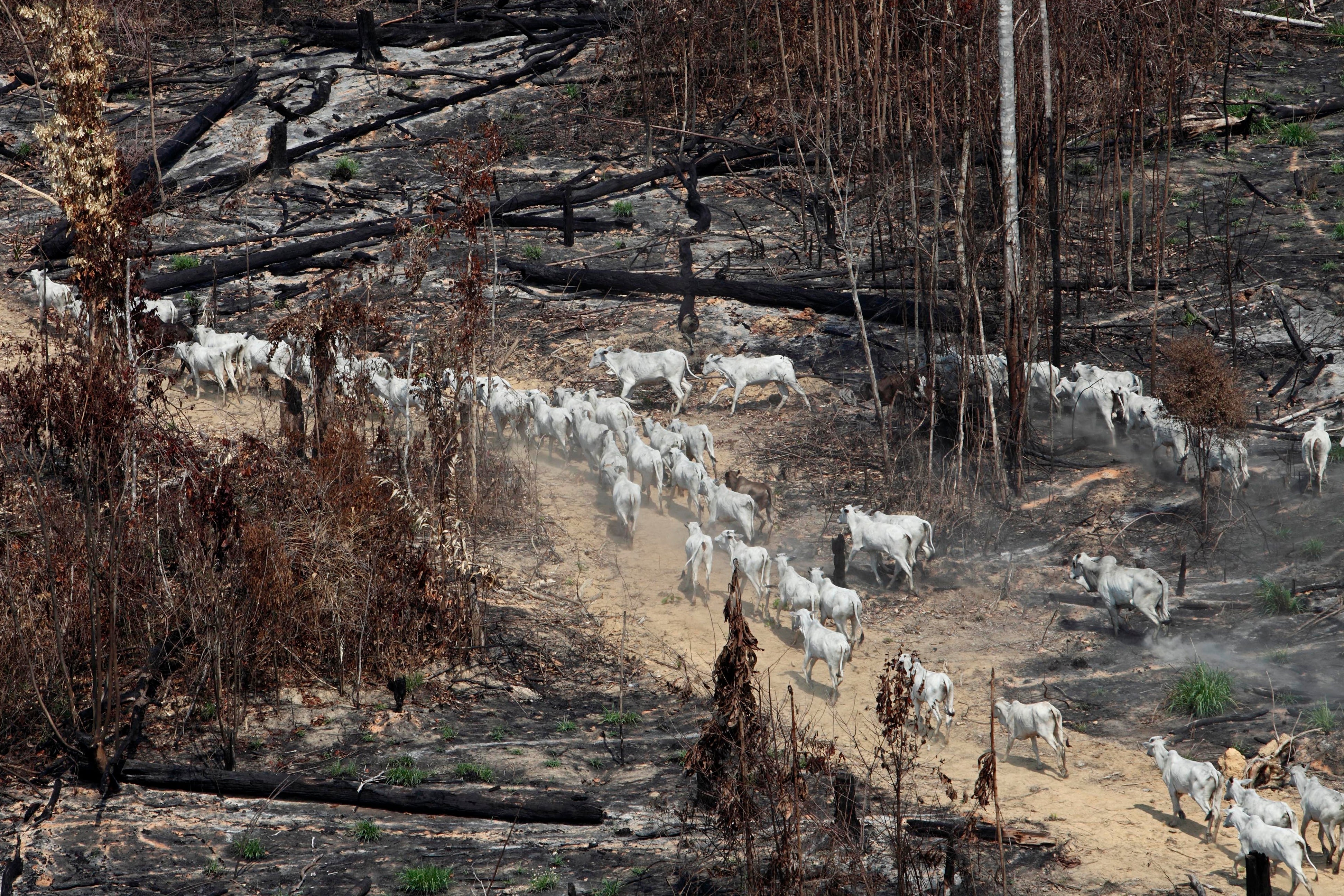 Amazon Deforestation