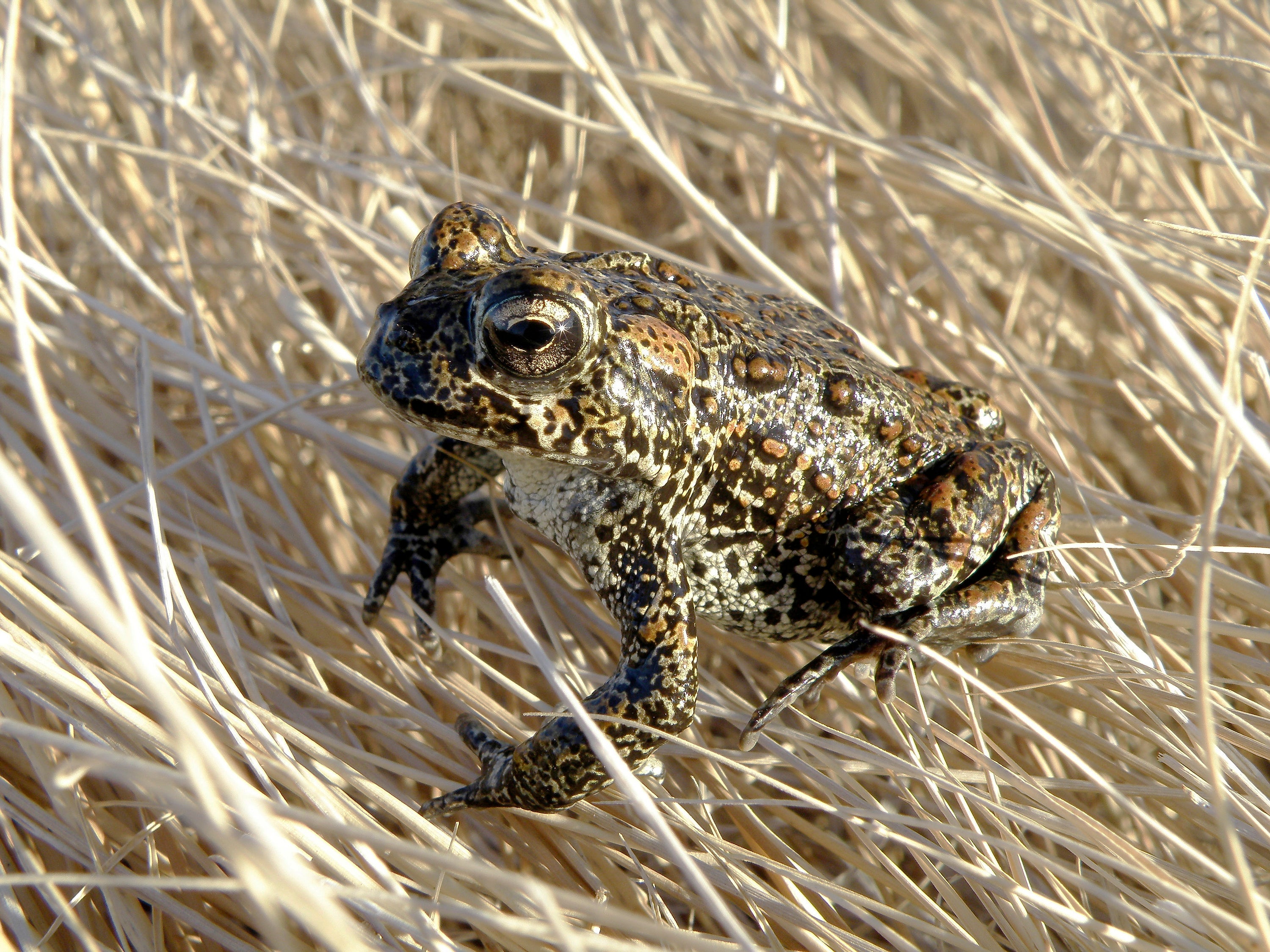 Endangered Toad Geothermal Plant