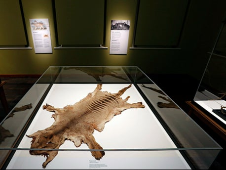 The remains of the last thylacine that died in the Hobart Zoo