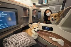 Two corgis get to fly business class