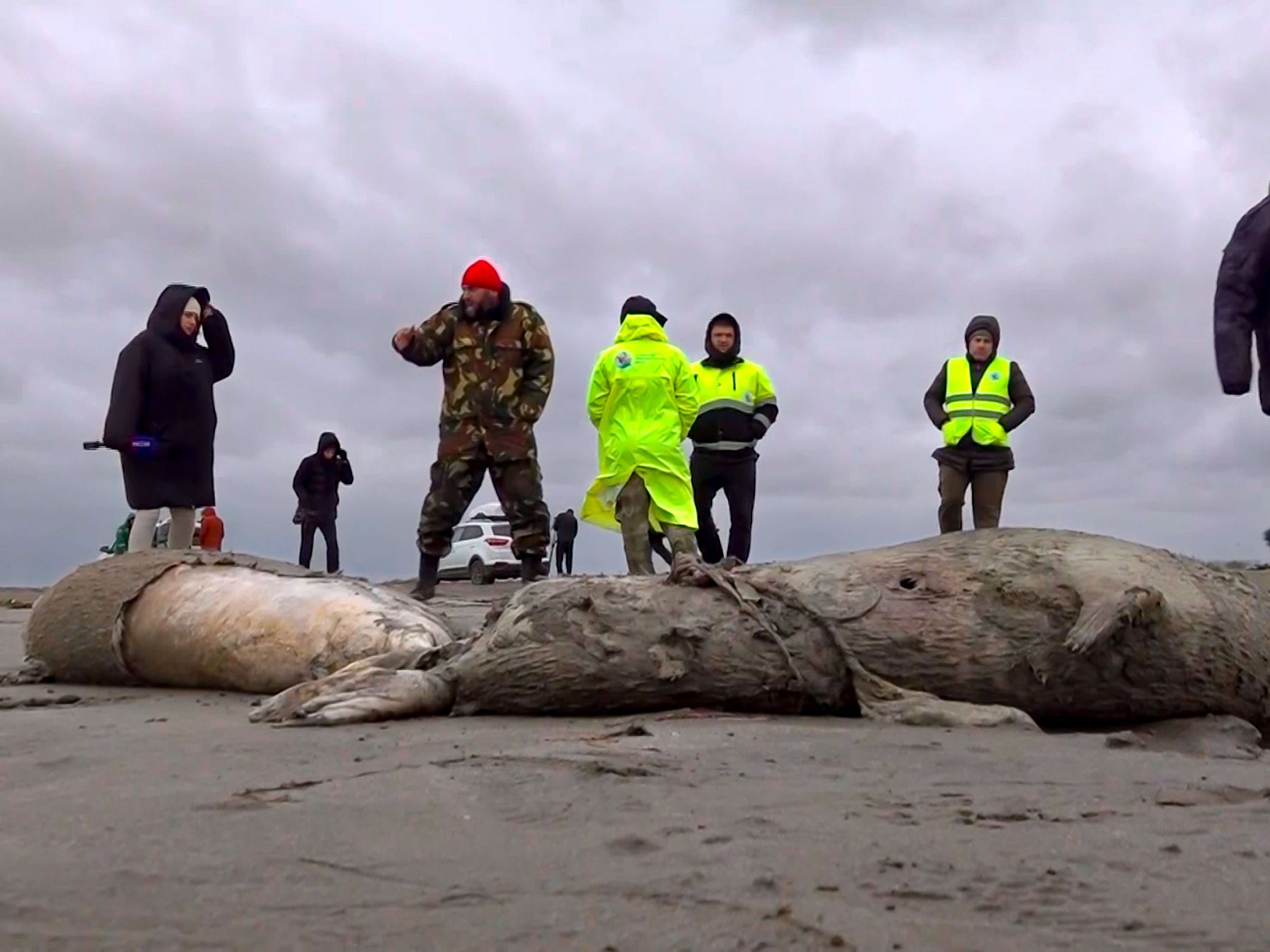 Caspian seals are an endangered species and are on the red list under the IUCN