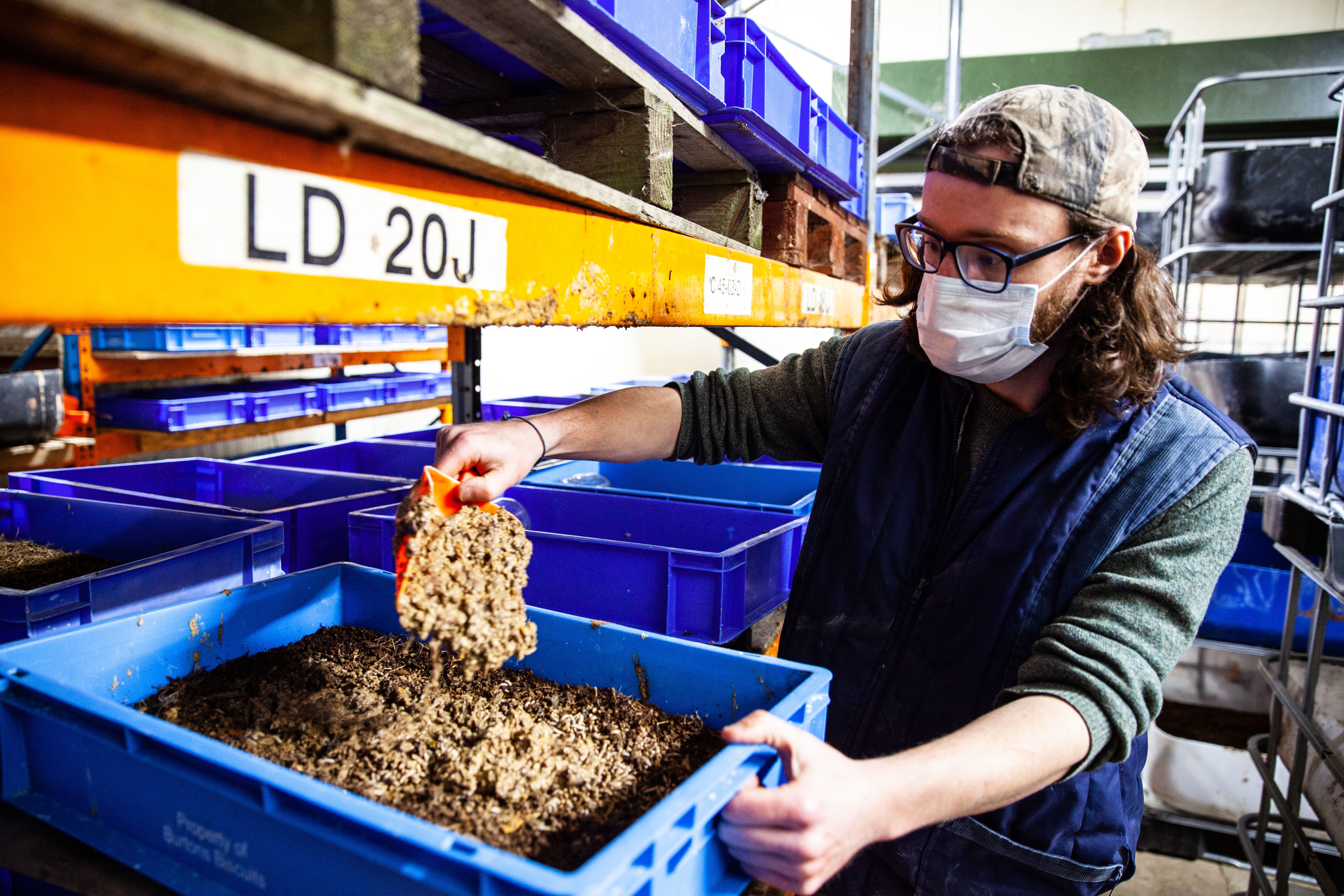 Scientists have been awarded a grant to investigate the use of insects as animal feed (PA)