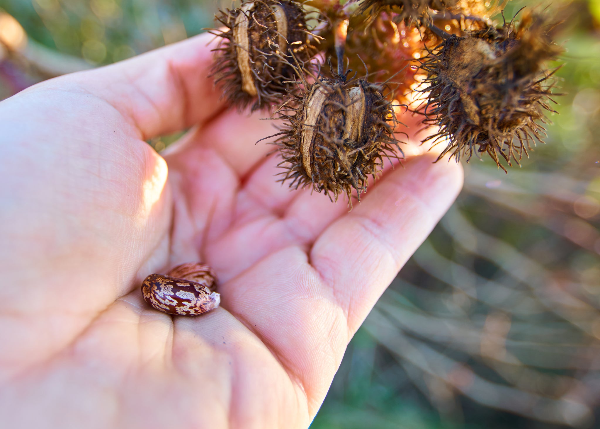 Abrin is 30 times more lethal than ricin, which is found in the castor bean plant