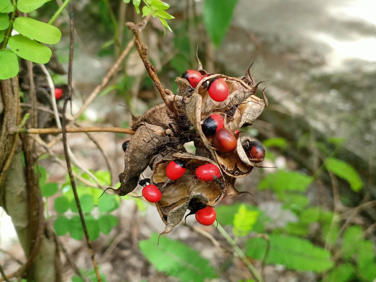 Abrin is a toxin found in rosary peas, making them one of the world’s most toxic plants