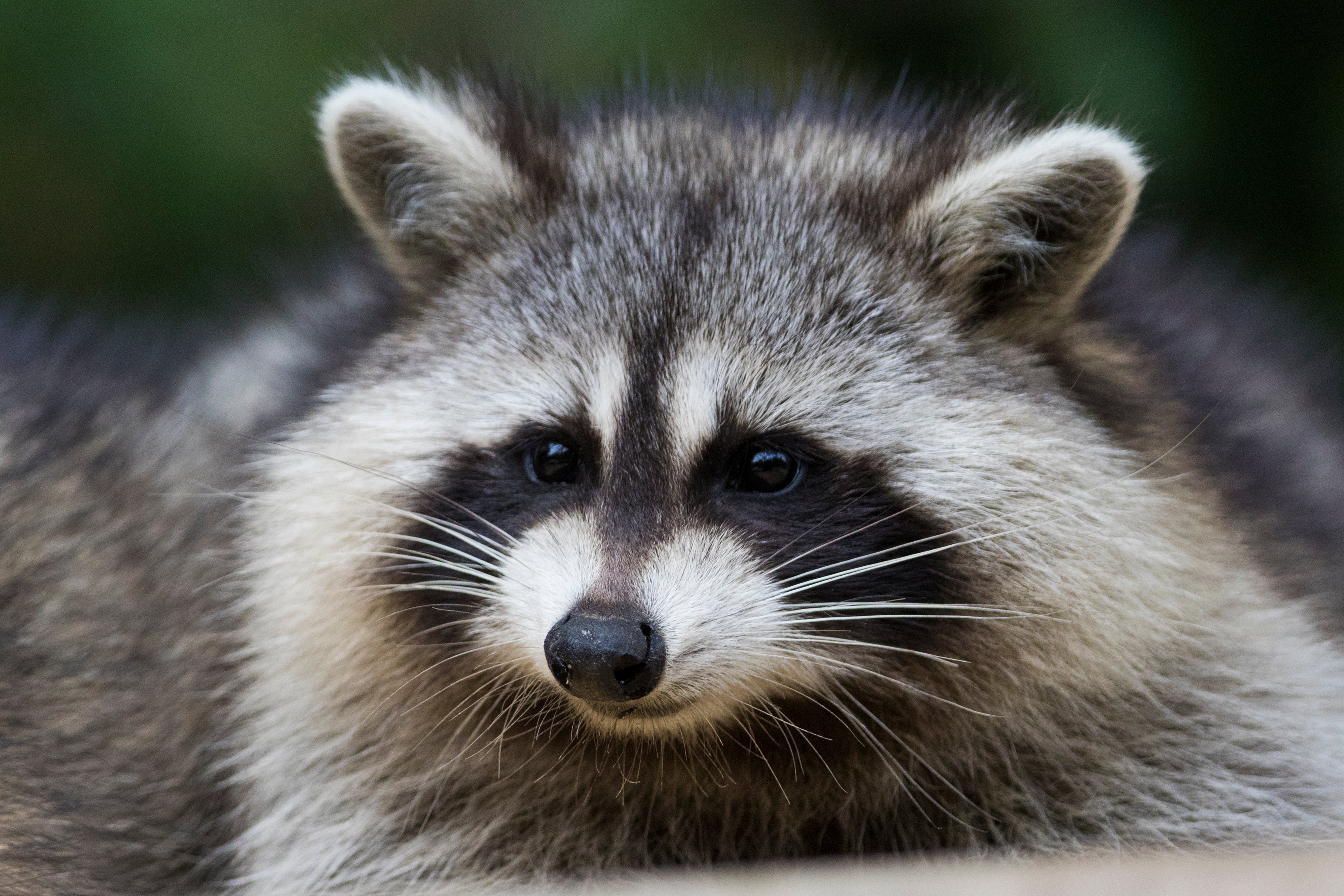 The five-week-old kitten was suffering from a rare form of rabies transmitted through racoons