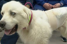 Hero sheepdog kills pack of coyotes that attacked his flock in Georgia