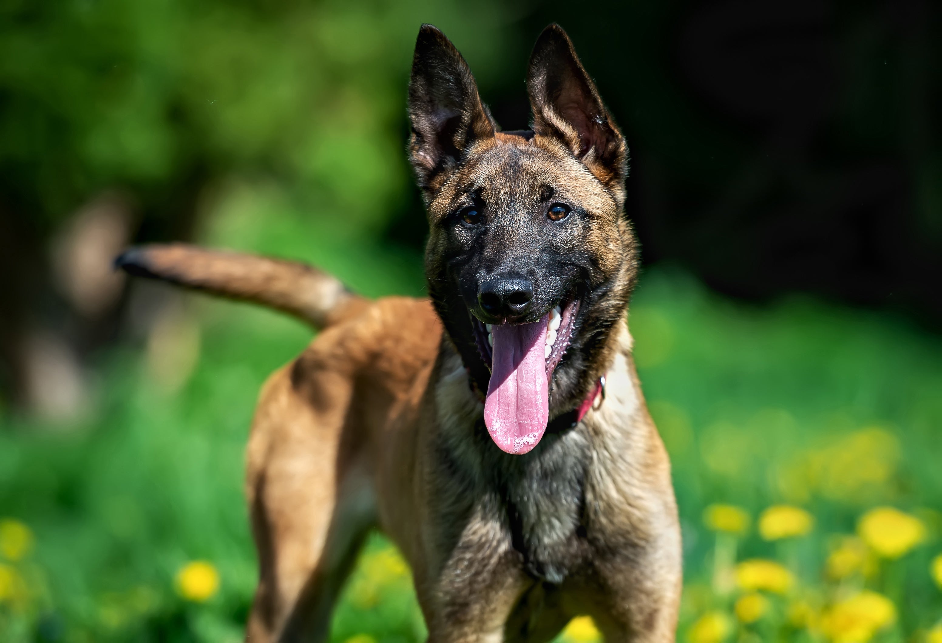 A Belgian Malinois puppy