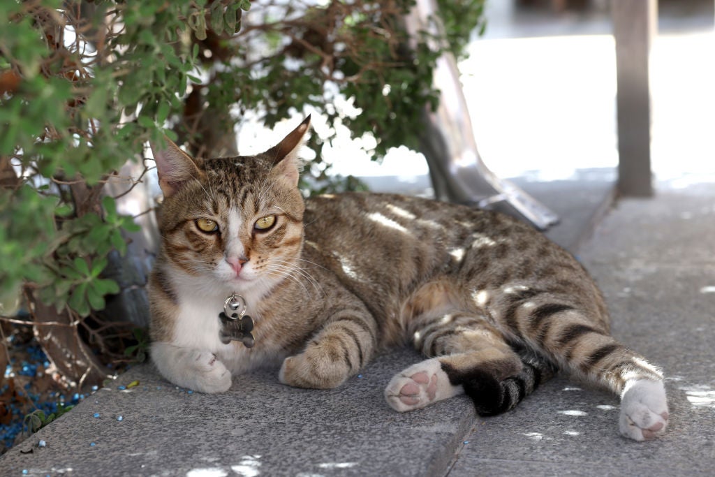 Dave, a local cat, is pictured at England’s team hotel in Qatar