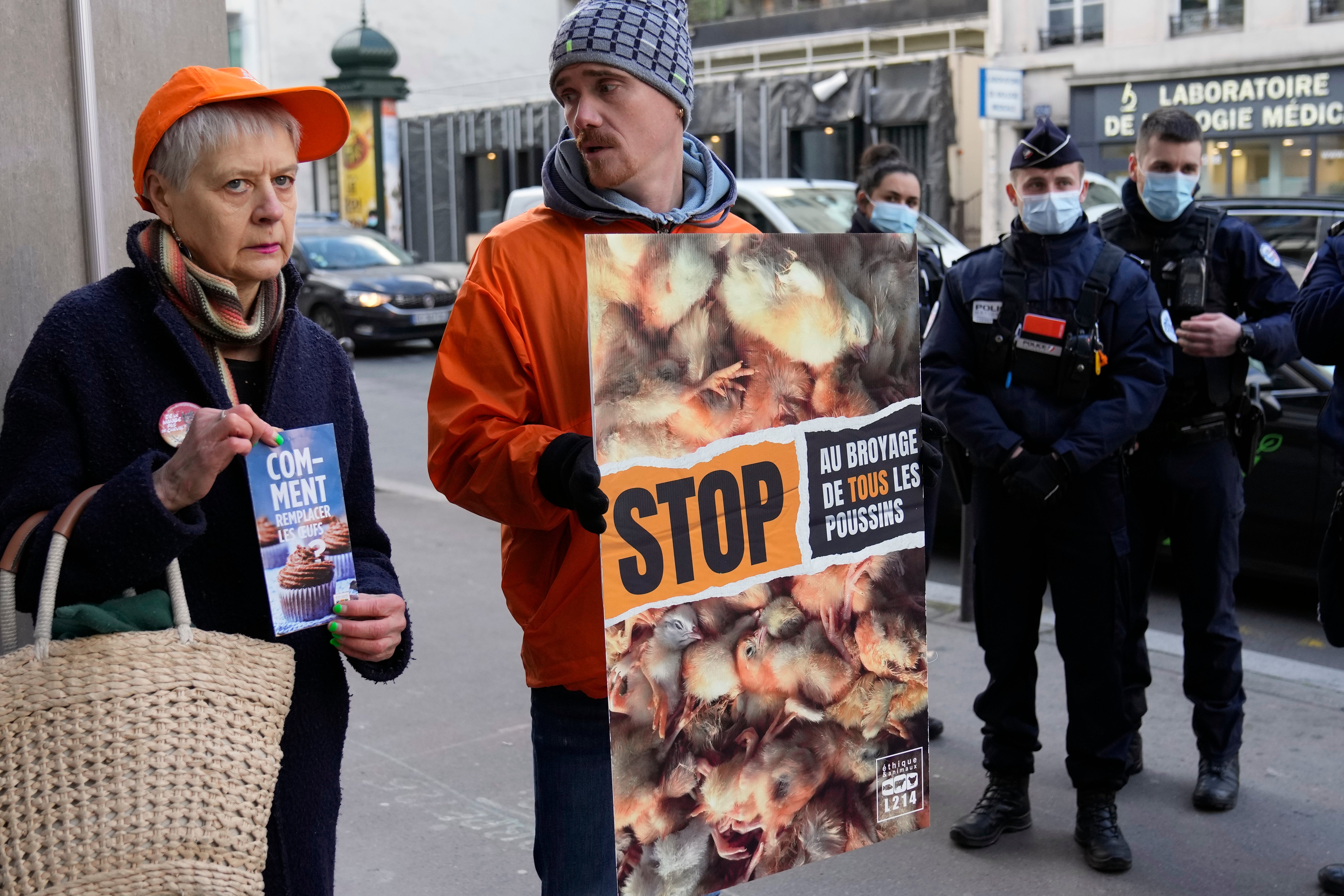 France Killing Male Chicks