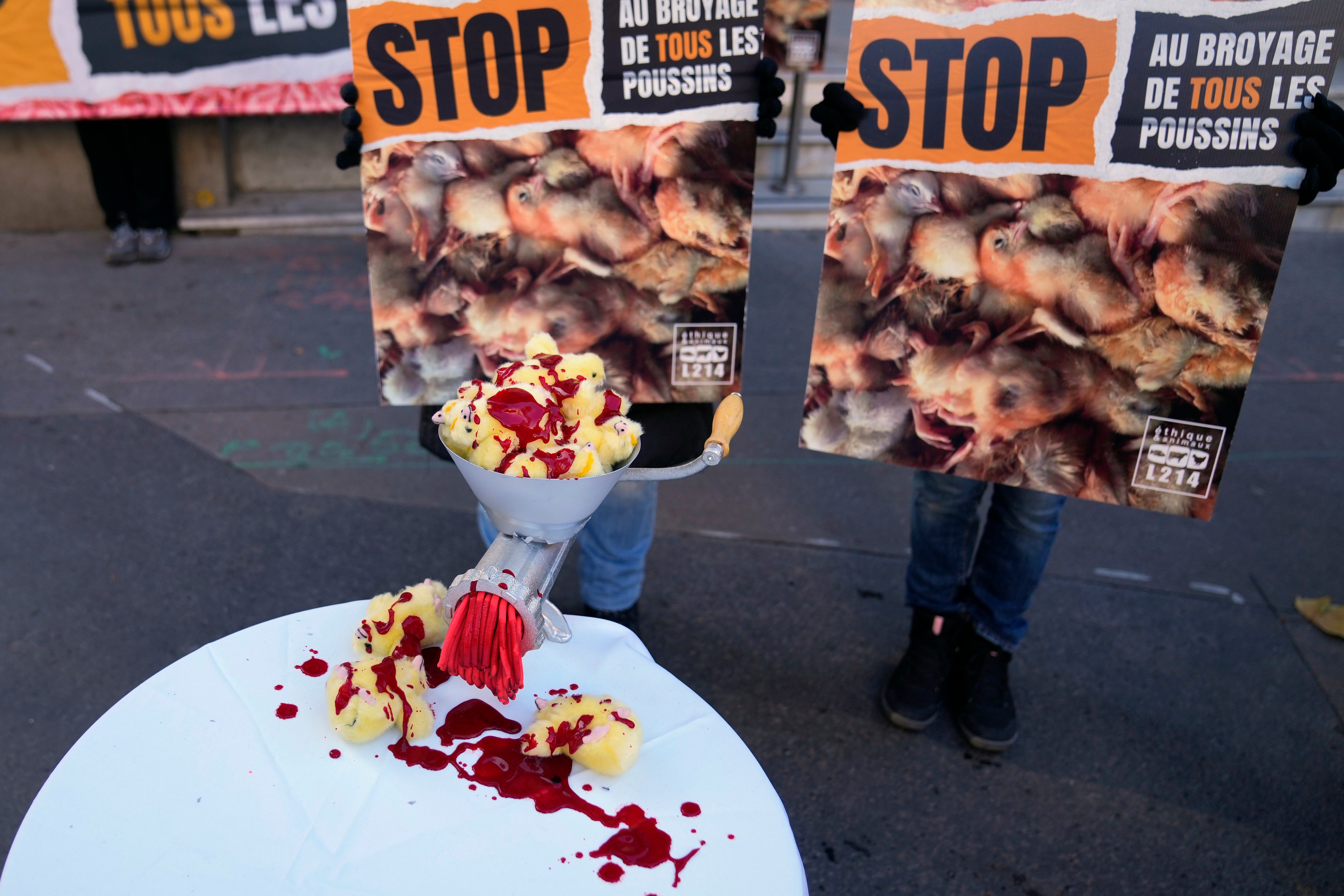 France Killing Male Chicks