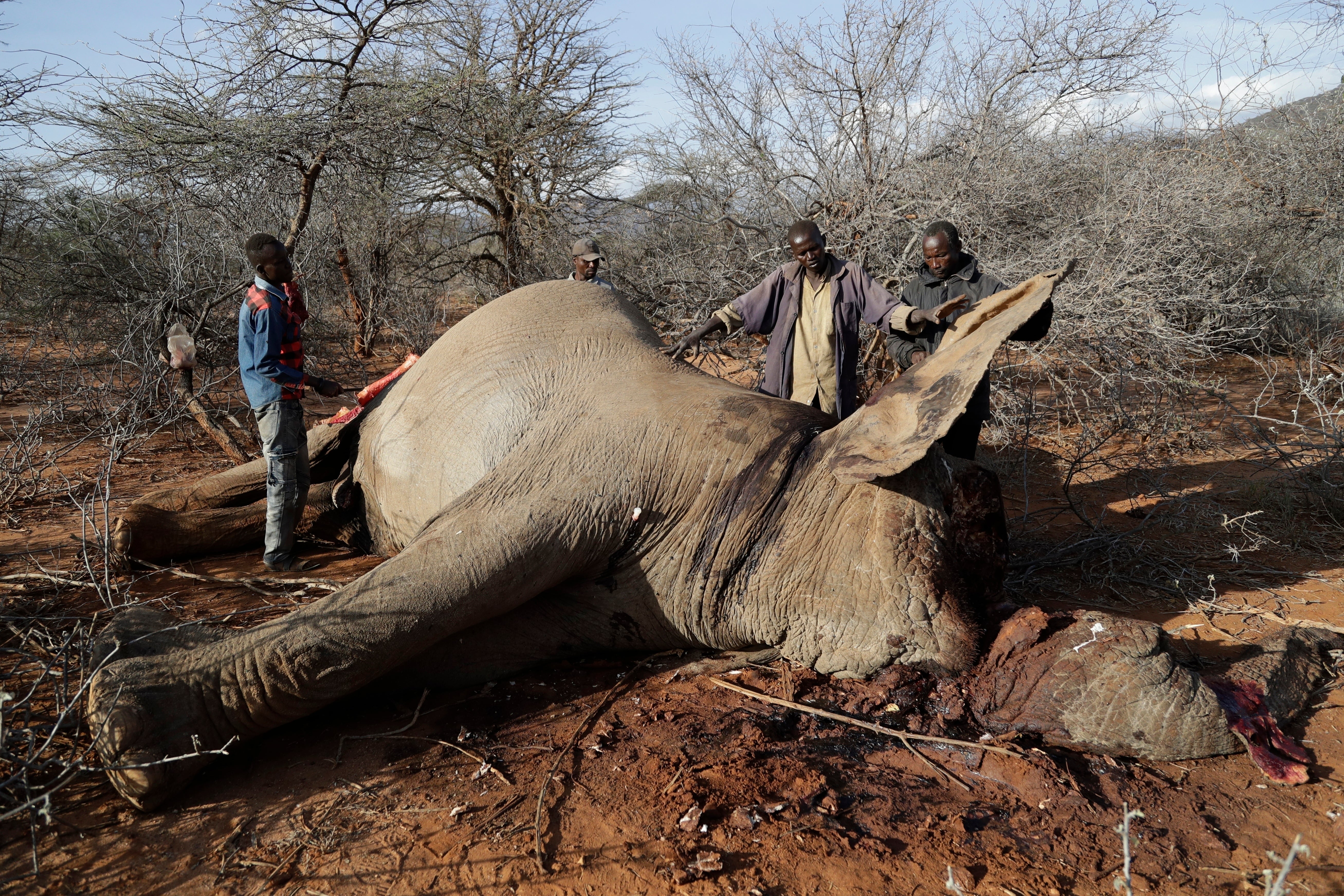 Biodiversity Conference Wildlife