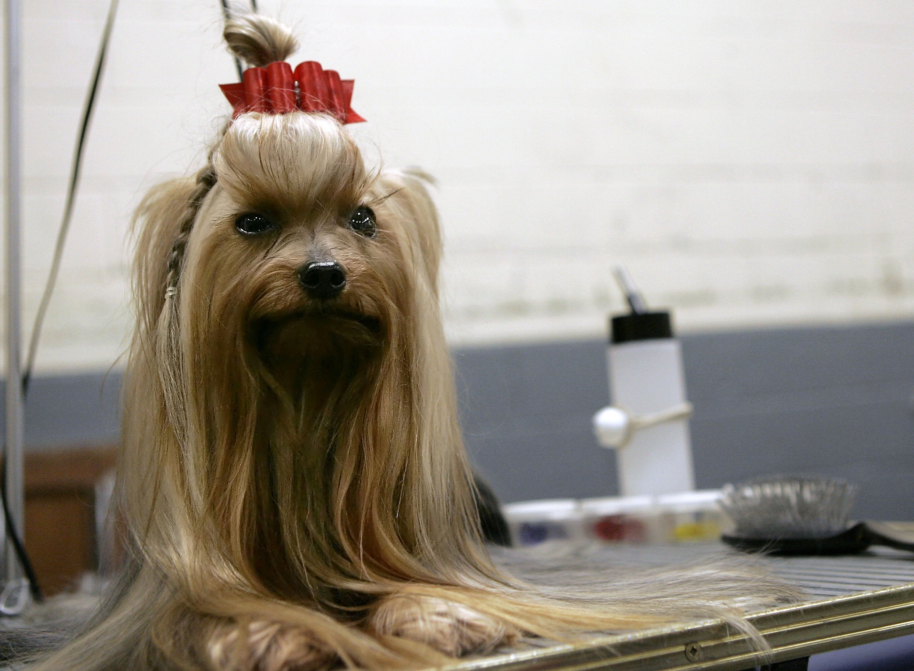 Fury, a Yorkshire Terrier, awaits final grooming on his table during the 130th Westminster Dog Show in Madison Square Garden on 13 February 2006