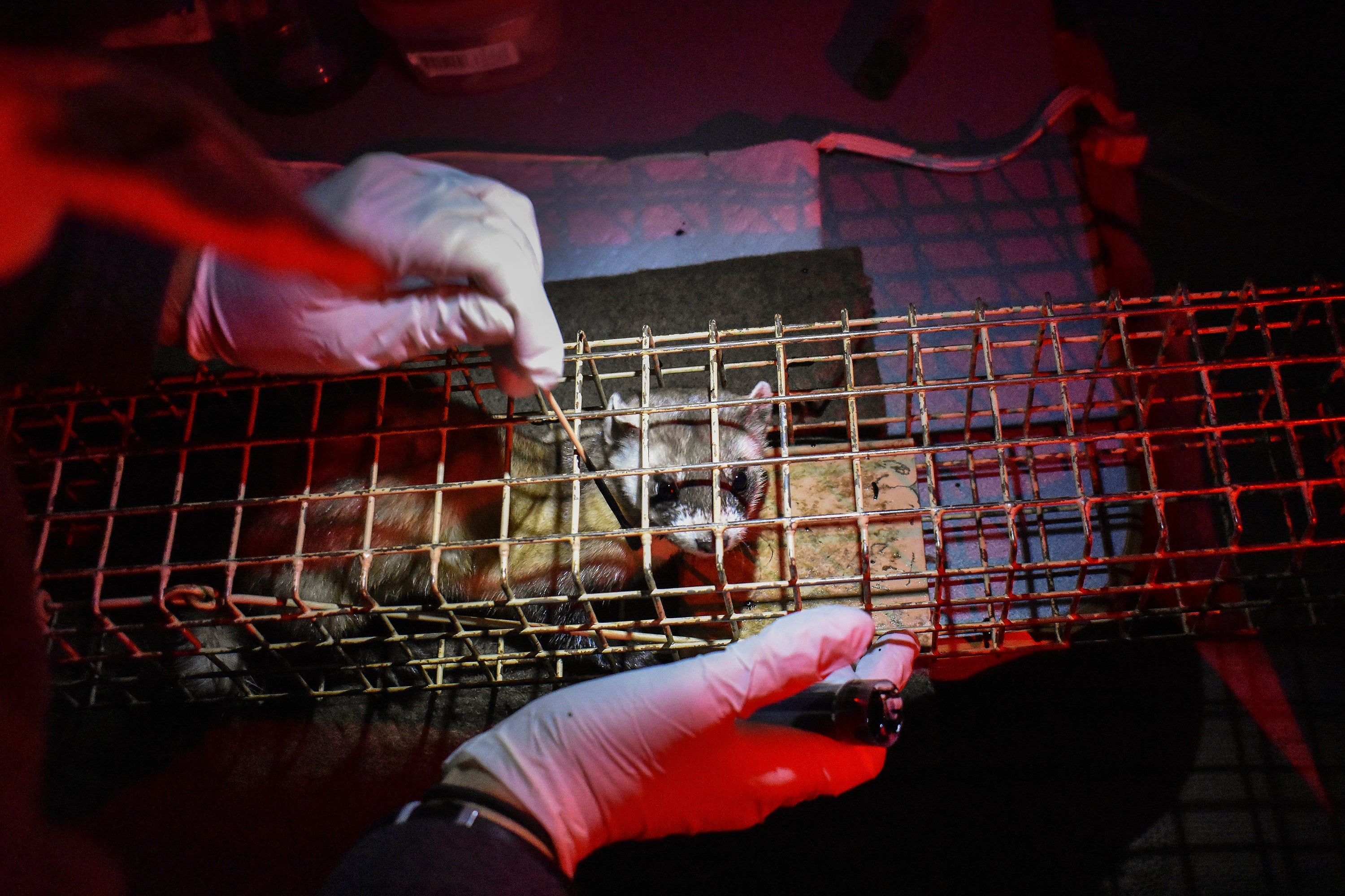 Rewilding Native Americans Northern Plain