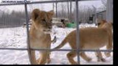 Orphan lion cubs rescued from Ukraine play in fluffy snow