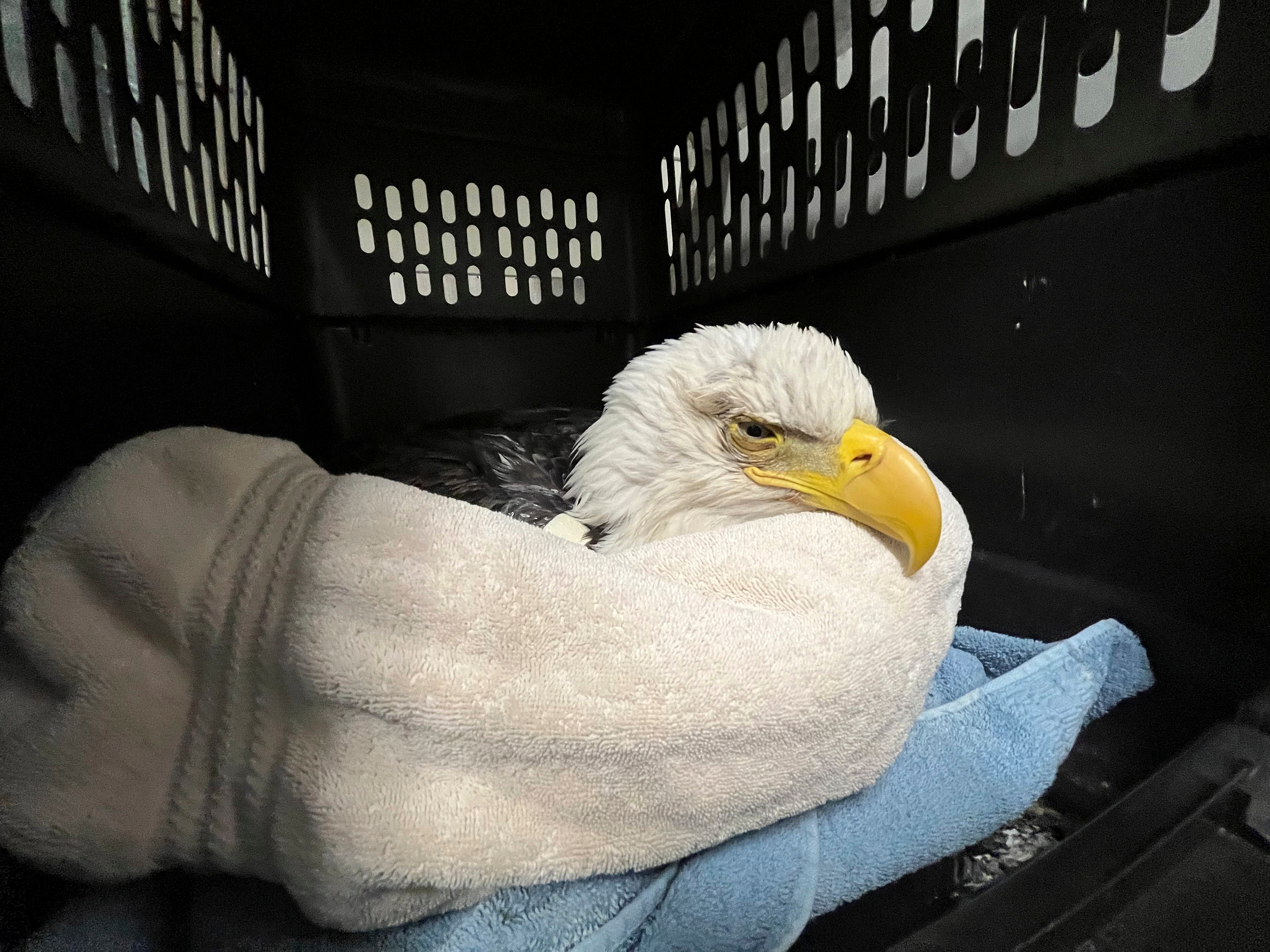 Bald Eagles Poisoned