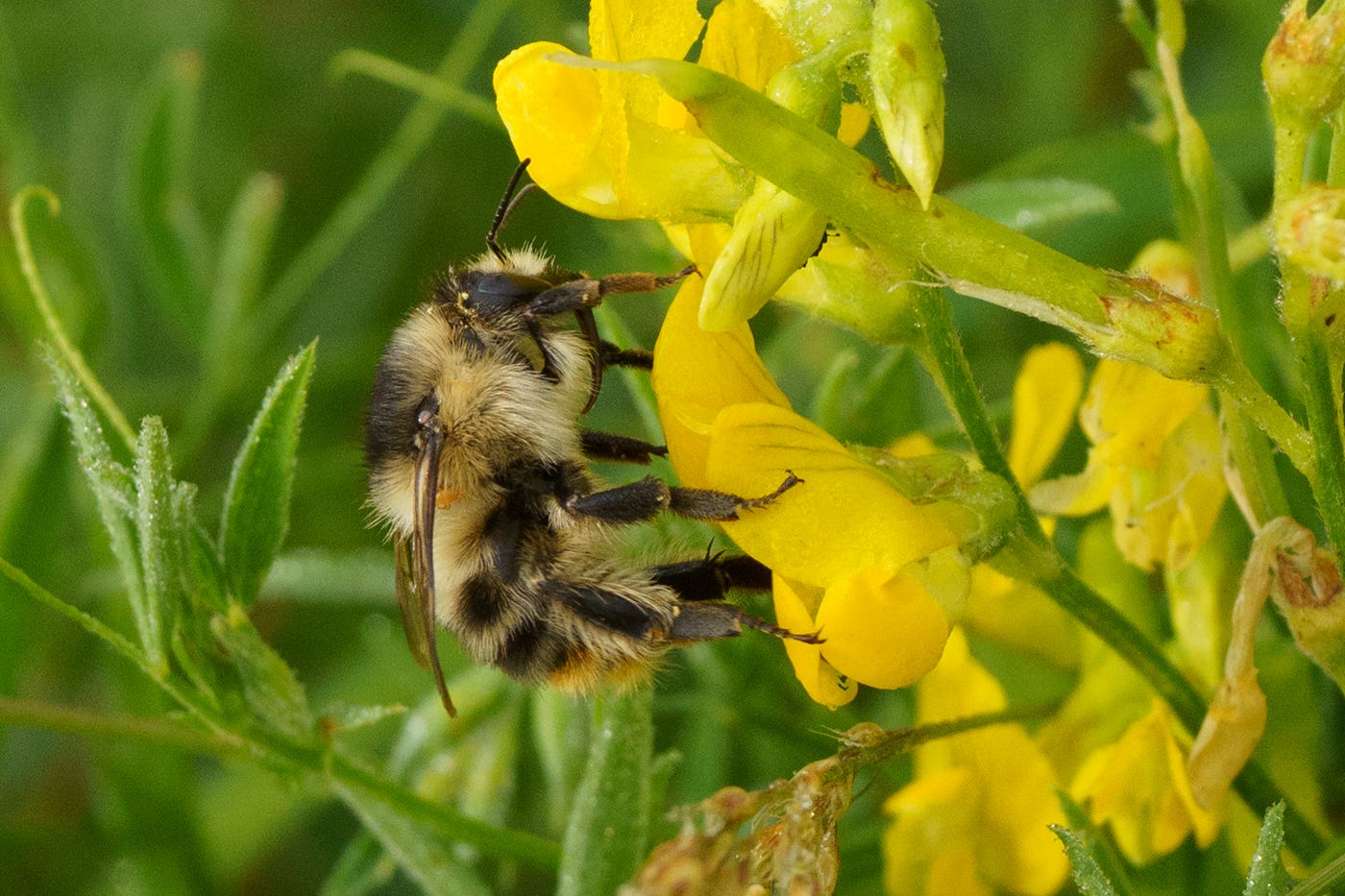 A shrill carder bee queen (Mark Chidwick/PA)