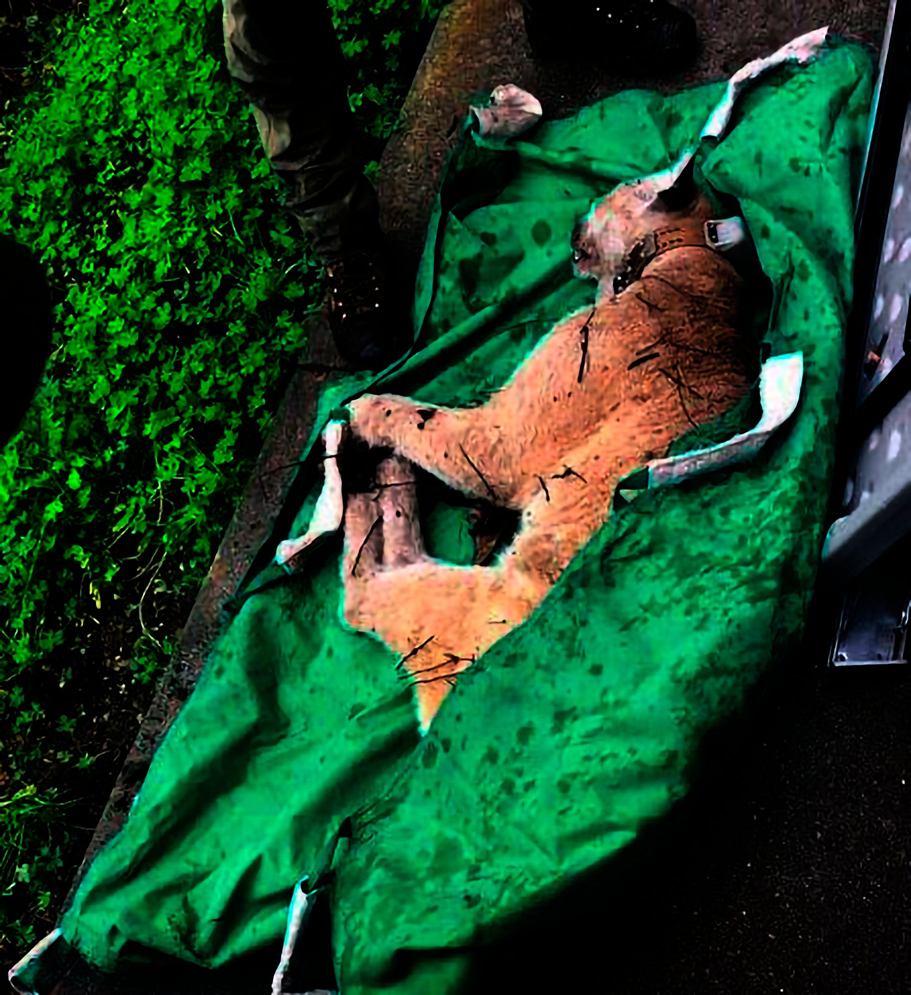 California Famed Mountain Lion