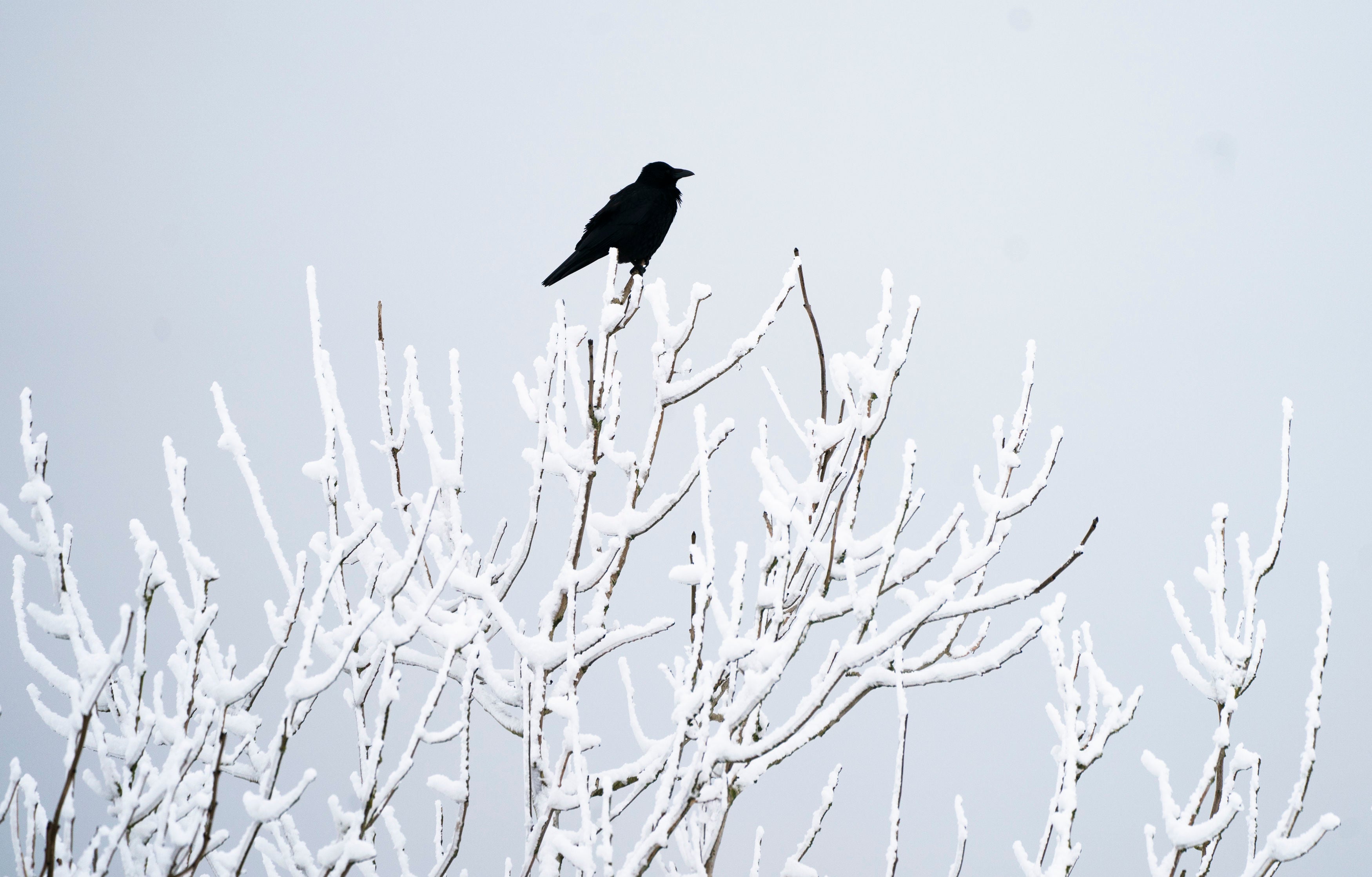 The Met Office shared its predictions for a white Christmas