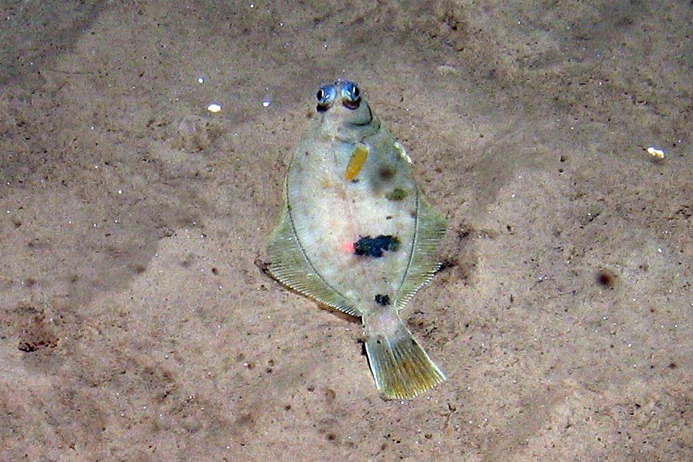 Damaging trawling of the seabed in the Dogger Bank marine protected area dropped 98% after a ban came into force, campaigners said (JNCC/PA)