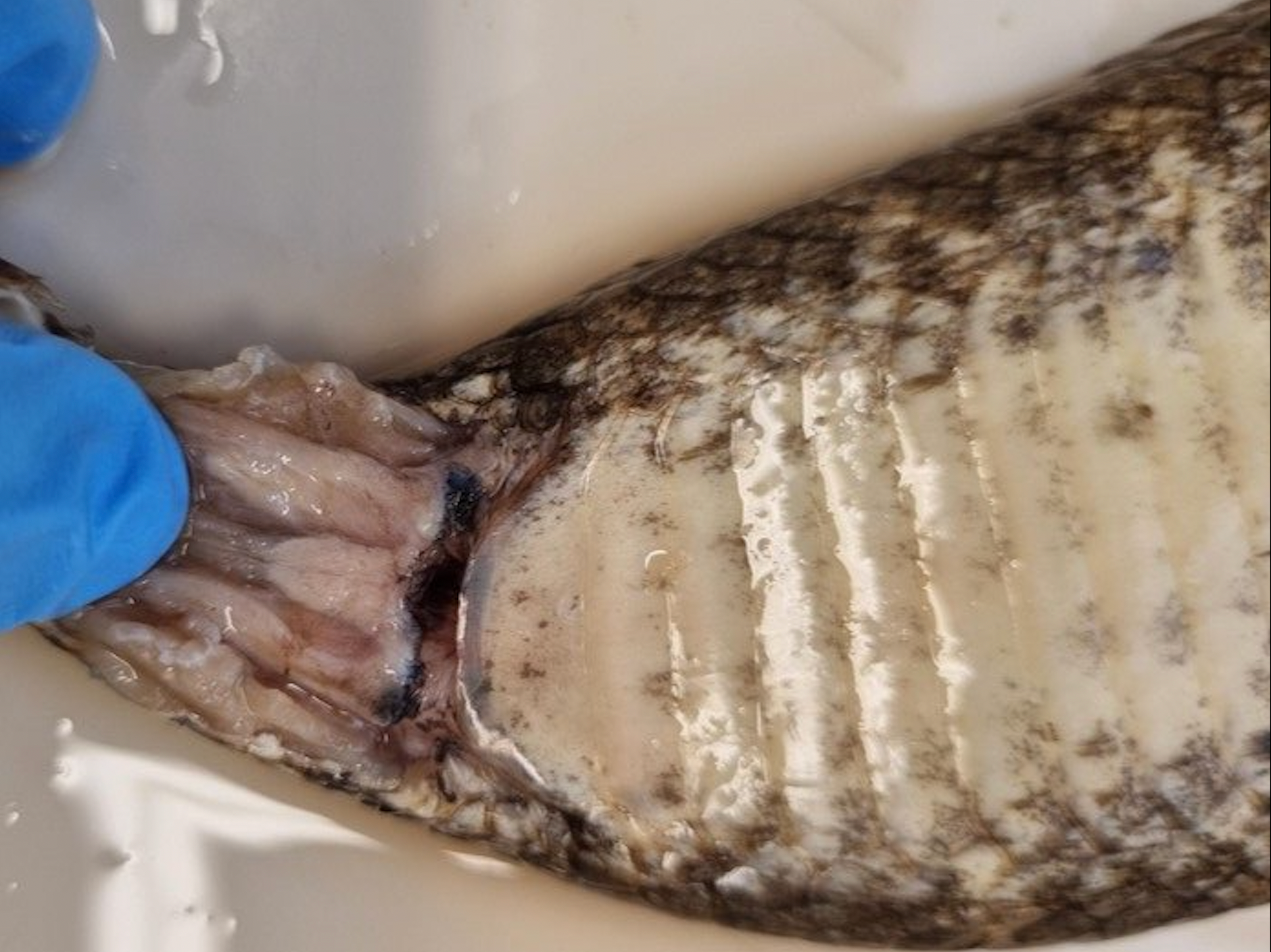 Dissection of the hemiclitores of a death adder snake