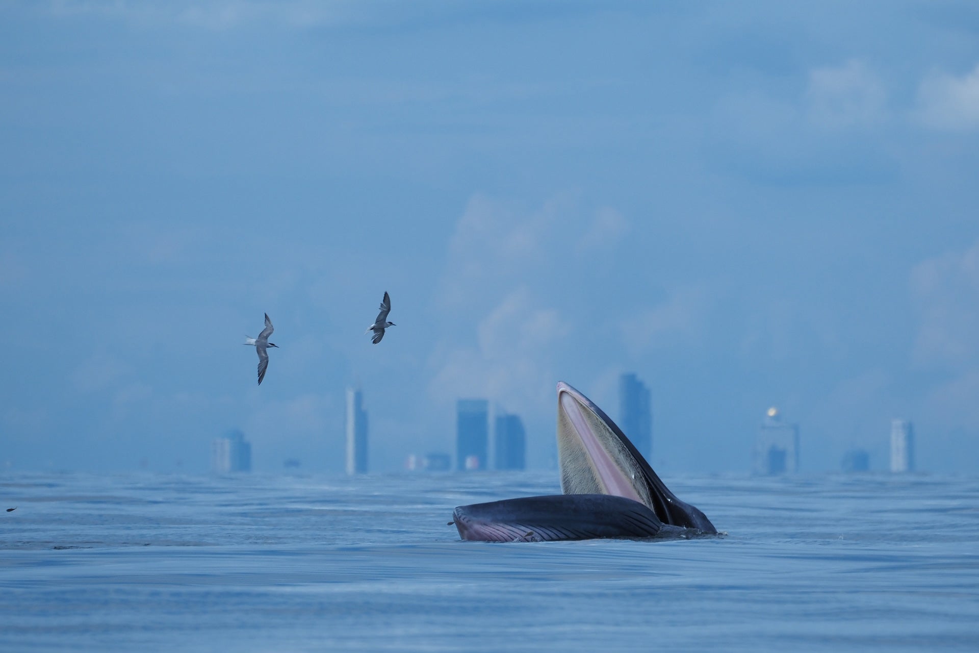 Thai high school student Jomtup Charoenlapnumchai caught this Bryde’s whale in the Gulf of Thailand