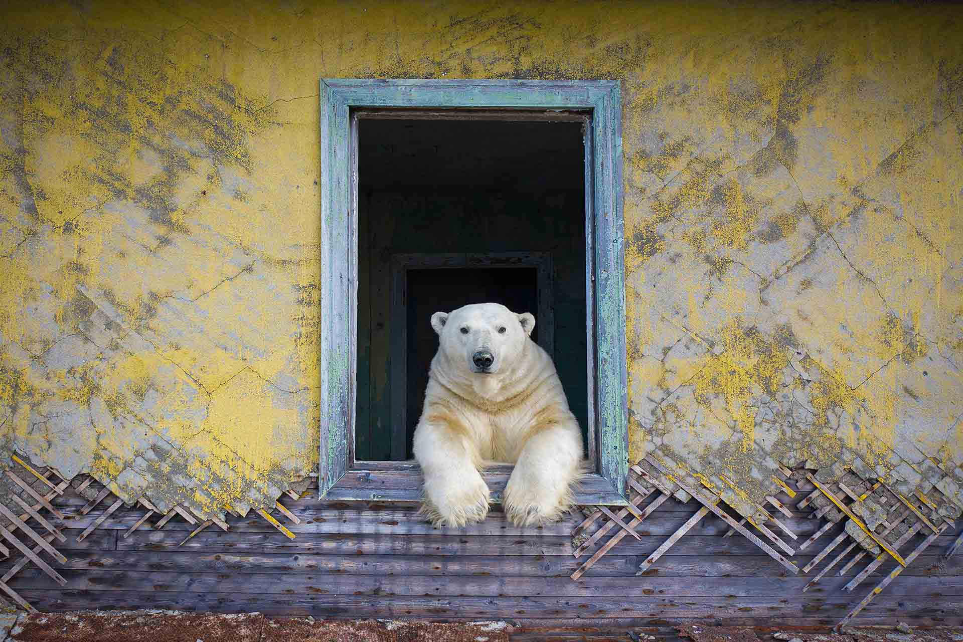 Dmitry Kokh also won the Animal Portrait category with this striking image of another polar bear