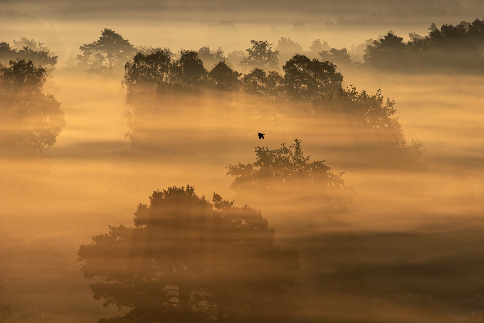 ‘Sunrise at Brunssummerheide’ was captured in Belgium by Brenda Heyvaert