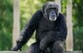 Chimpanzees mirror human thought processes in new study
