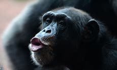 Four chimpanzees euthanised after escape from Swedish zoo