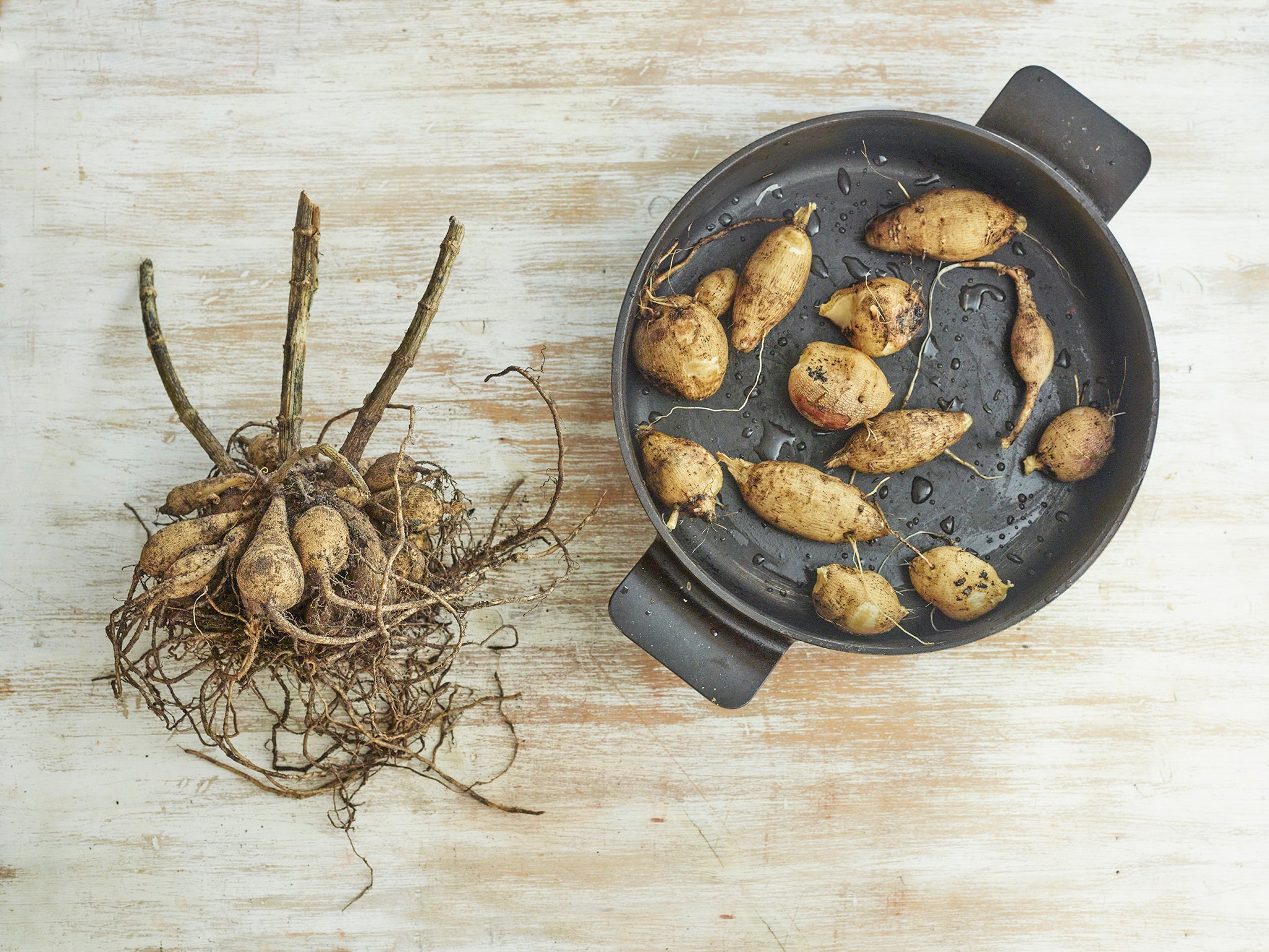 Dahlia tubers: the new potatoes?