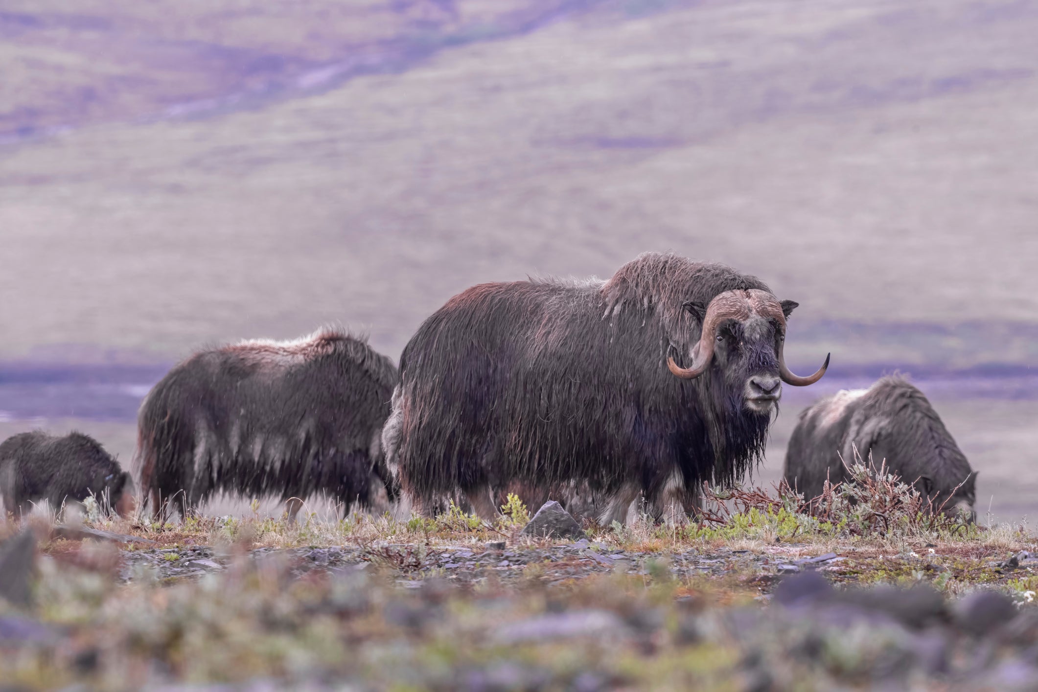 A herd of muskoxen (Ovibos moschatus) near Nome, Alaska. Muskoxen are native to eastern arctic Canada and Greenland.