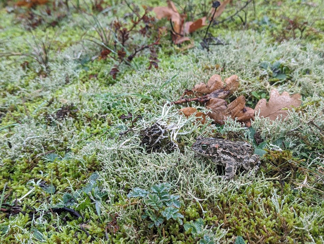 A Natterjack toad sits on mossy ground