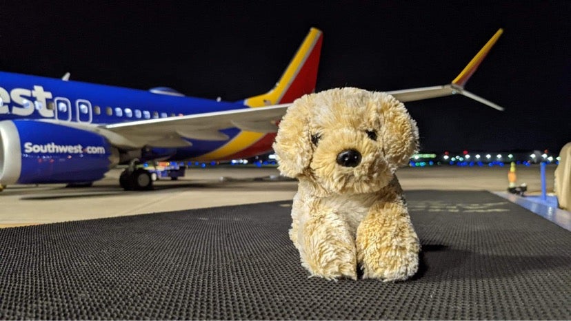 The cuddly dog’s adventures were charted in a series of cute photos