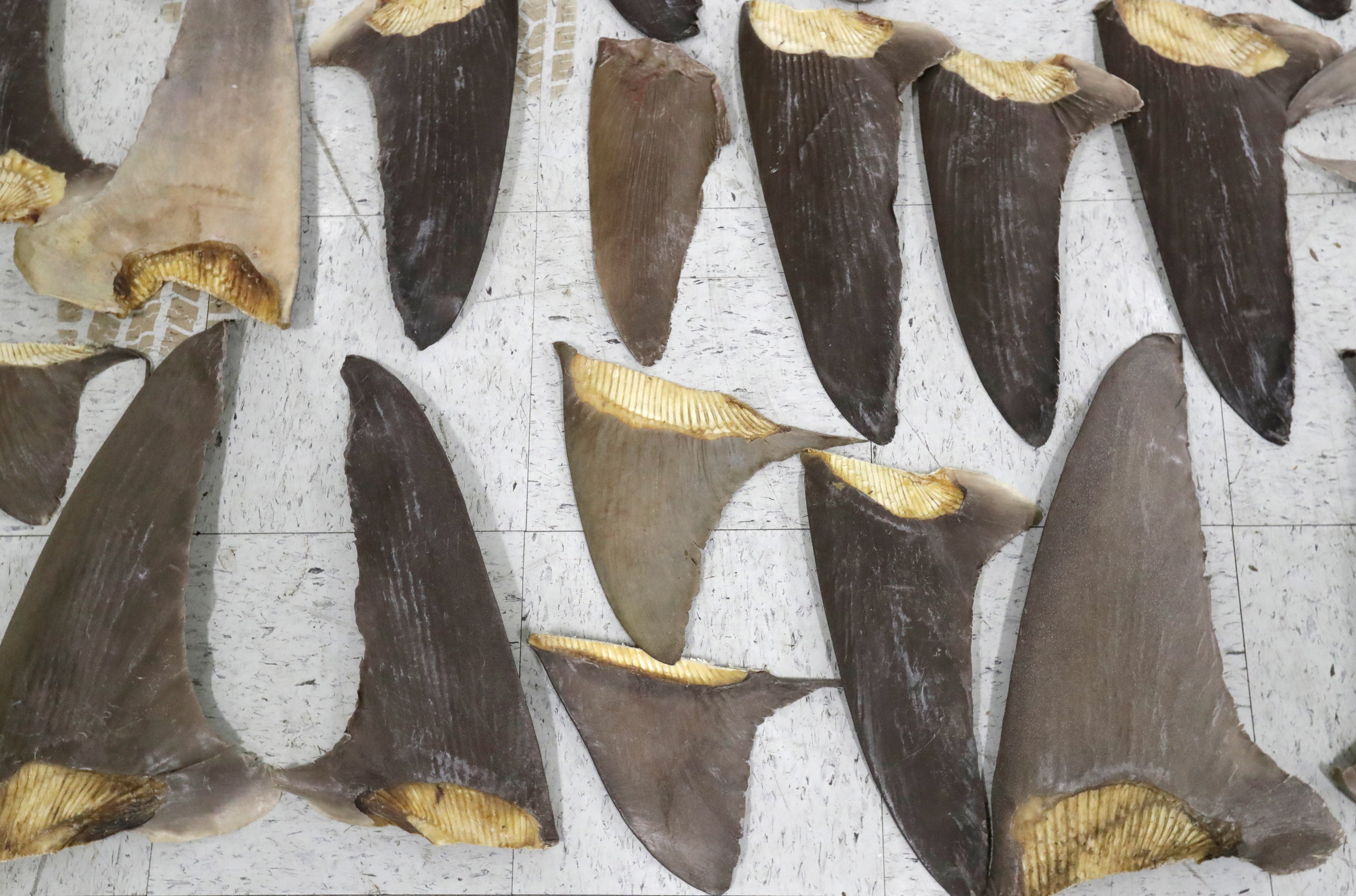 Shark Fin Ban