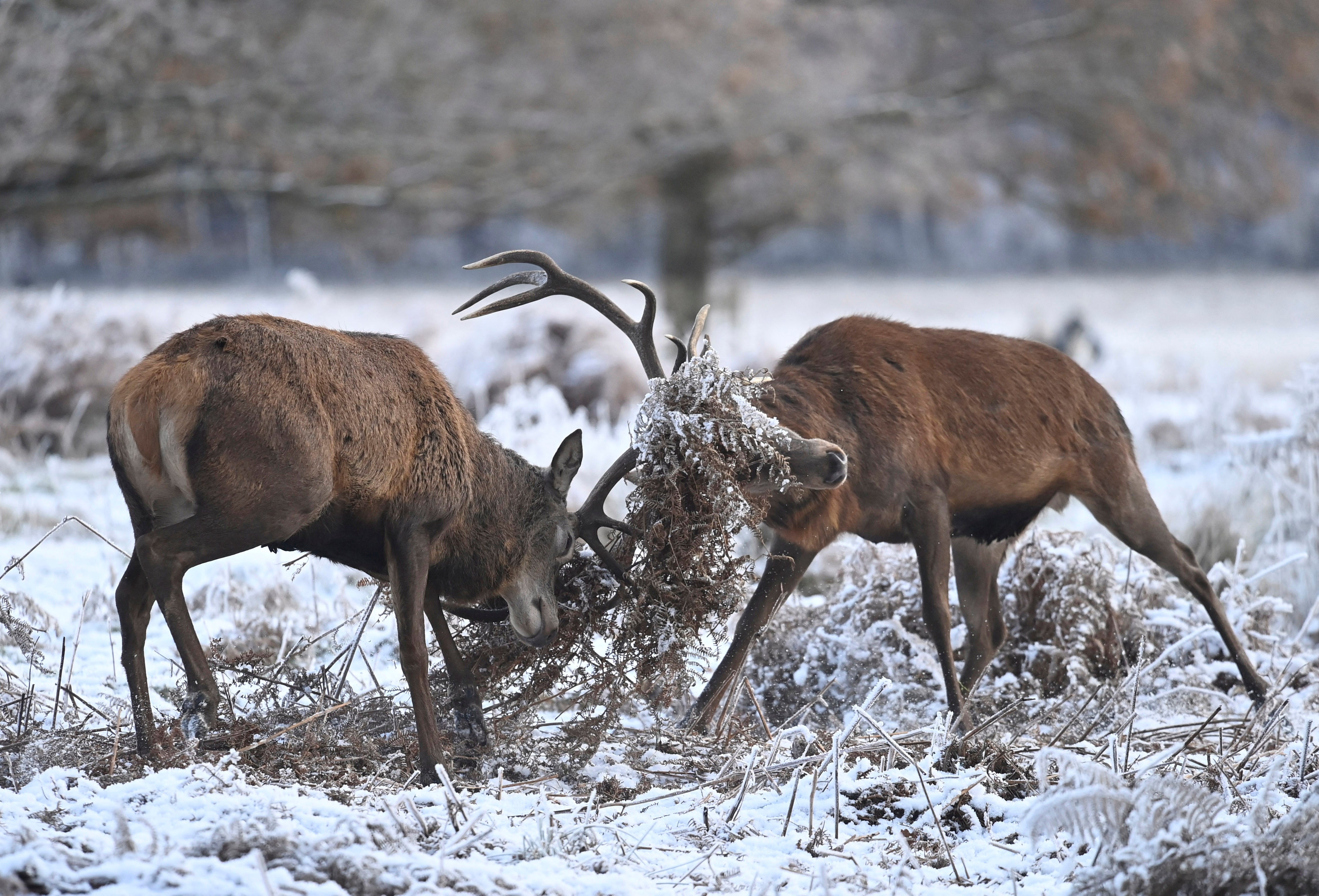 Deer stags clash antlers in Richmond Park, London, on Saturday morning